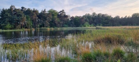 Rustig meer omringd door bomen en riet, met een heldere lucht en kalm wateroppervlak.