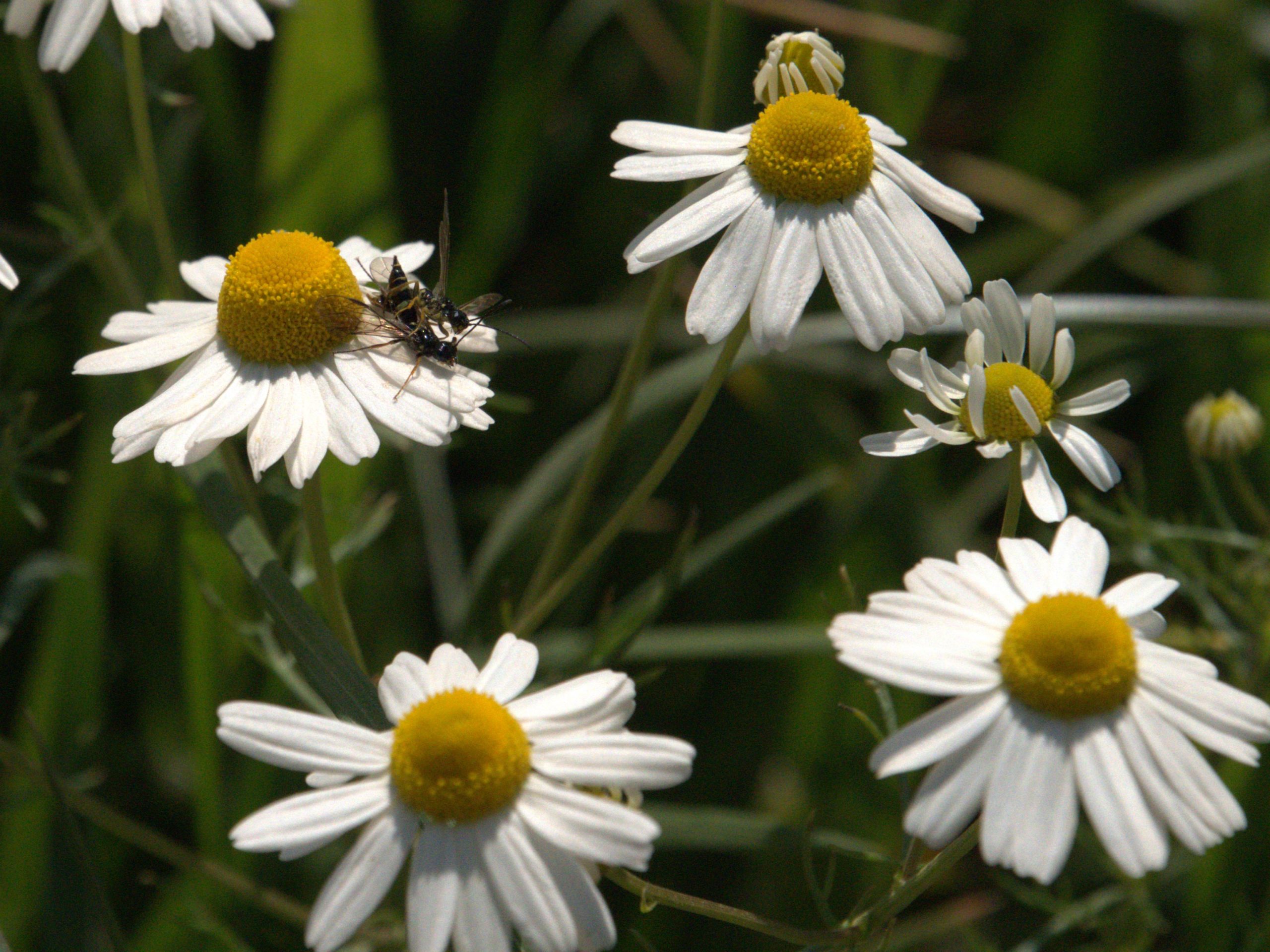 Witte margrietbloemen met gele harten, een insect zit op een van de bloemen.