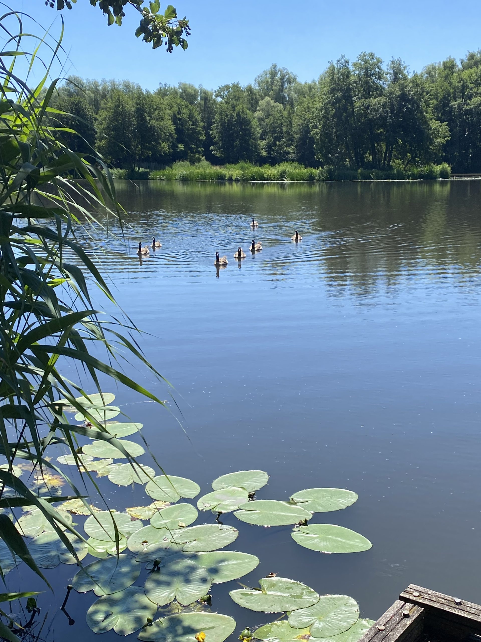 Een groep eenden zwemt in een rustige vijver met waterlelies en omliggende bomen.