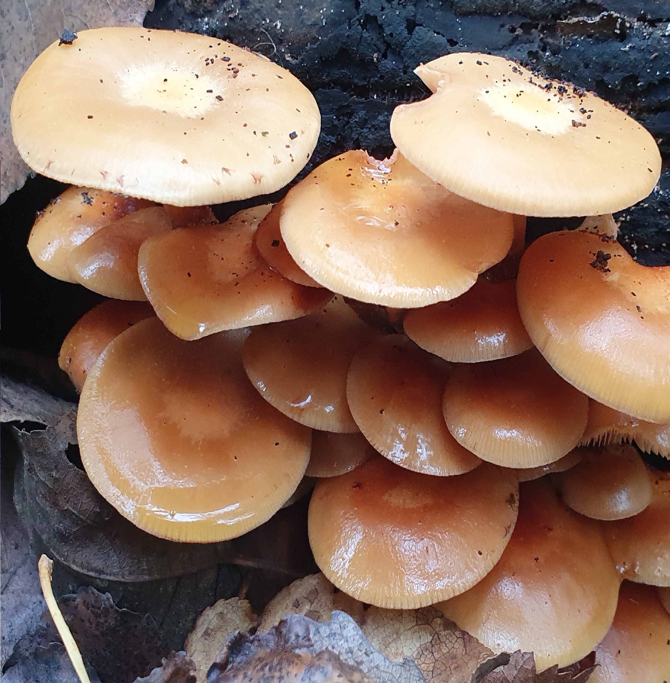 Close-up van een groep bruine paddenstoelen op een donkere ondergrond.