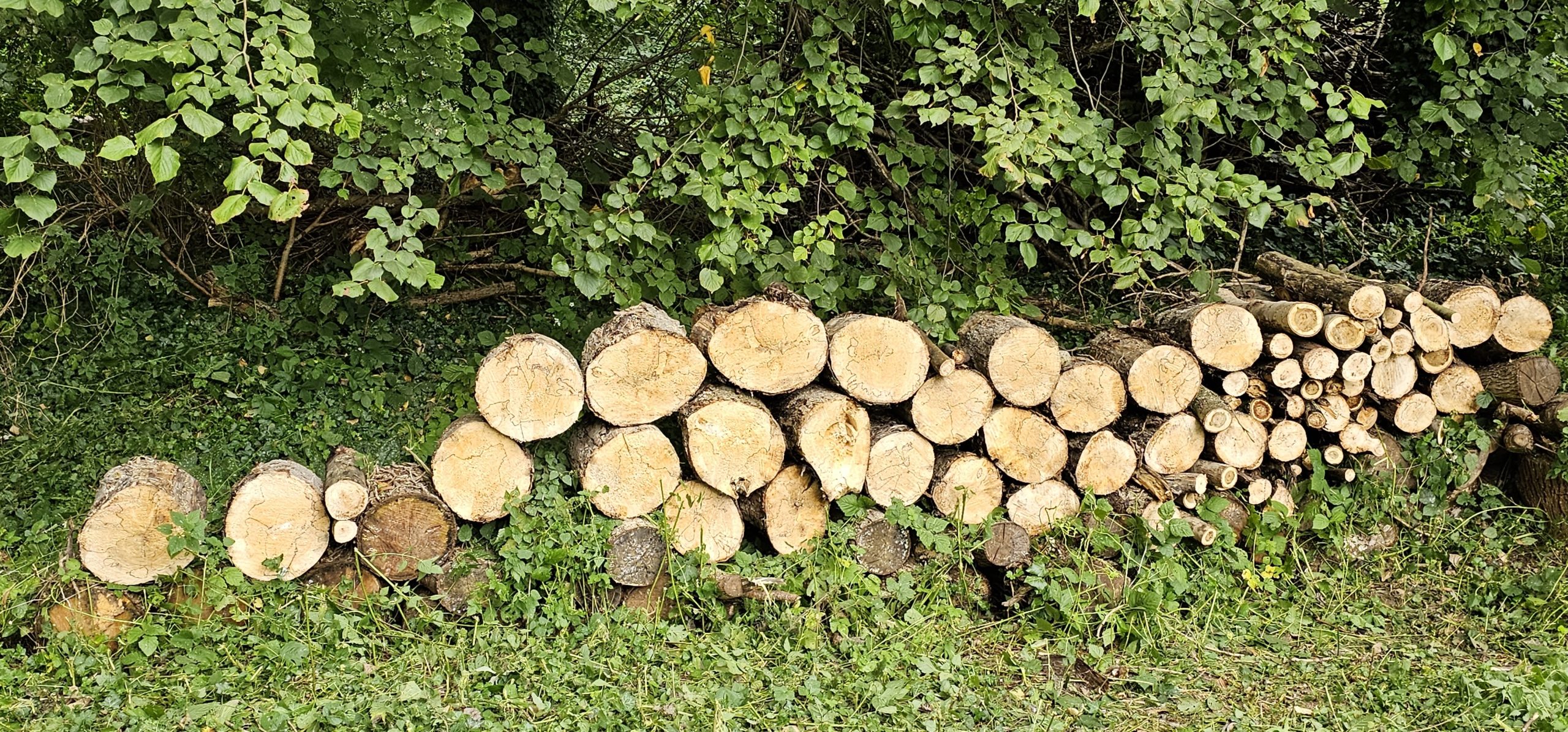 Stapels gezaagde boomstammen liggen op gras bij een groene struik.