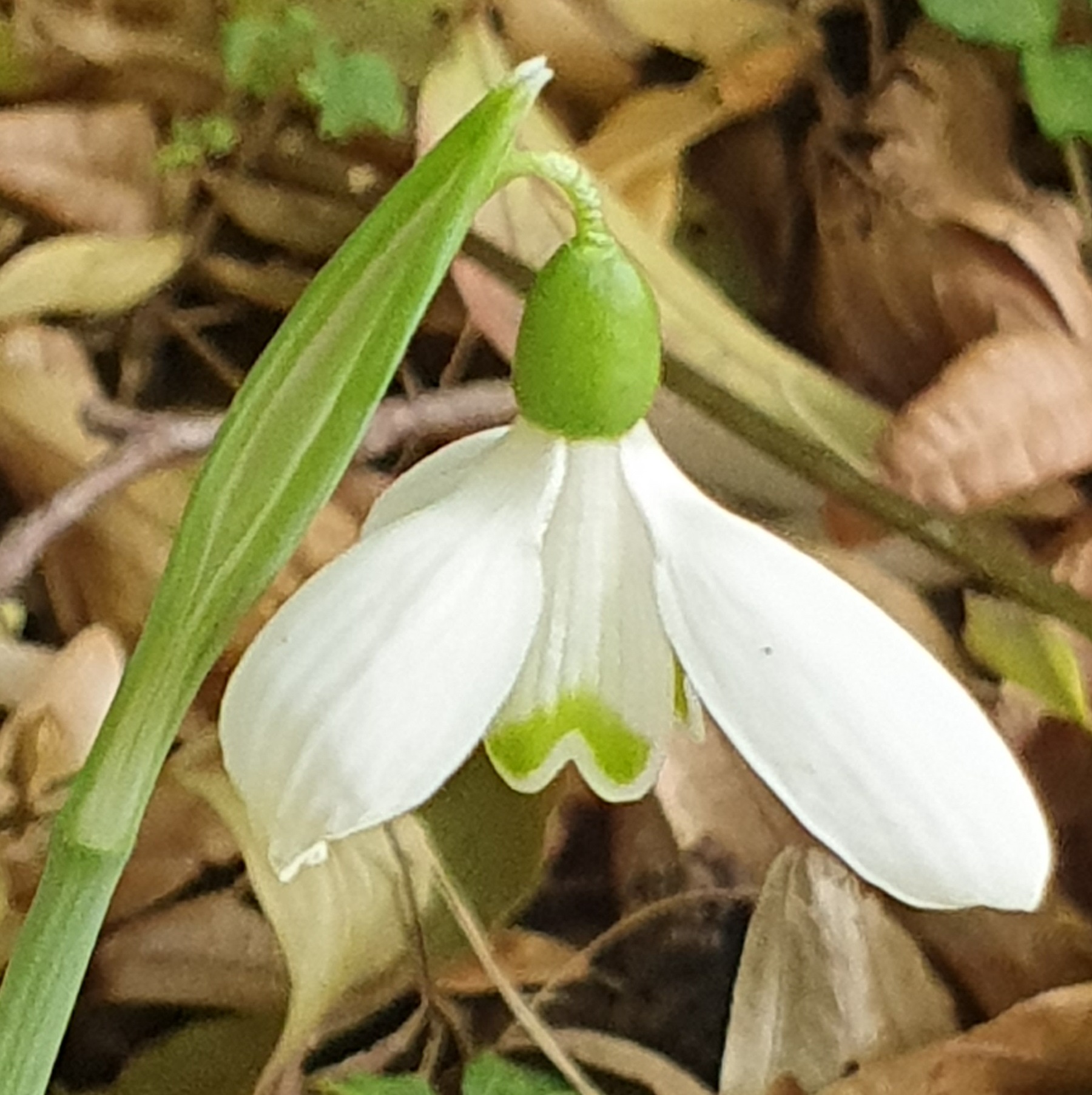 Witte sneeuwklokbloem in een veld van bruine bladeren en groene sprieten.