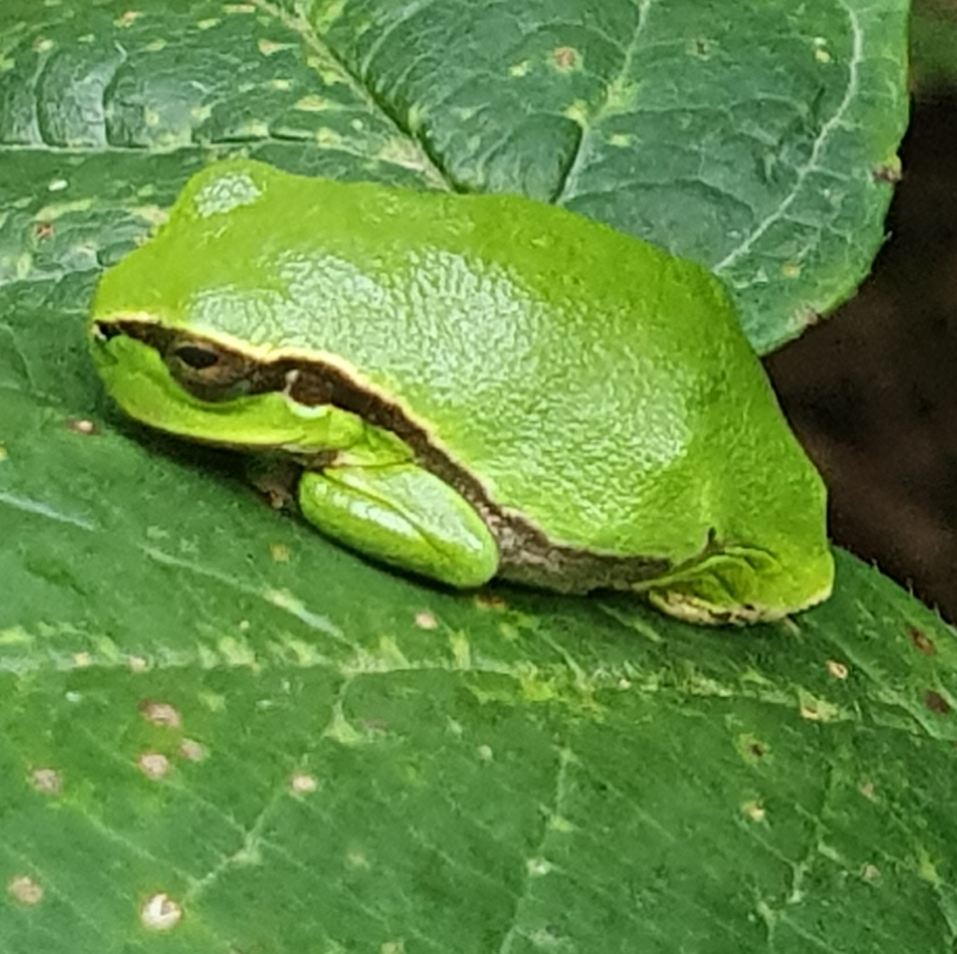 Groene kikker rustend op een groot blad, met schutkleur die nesten.