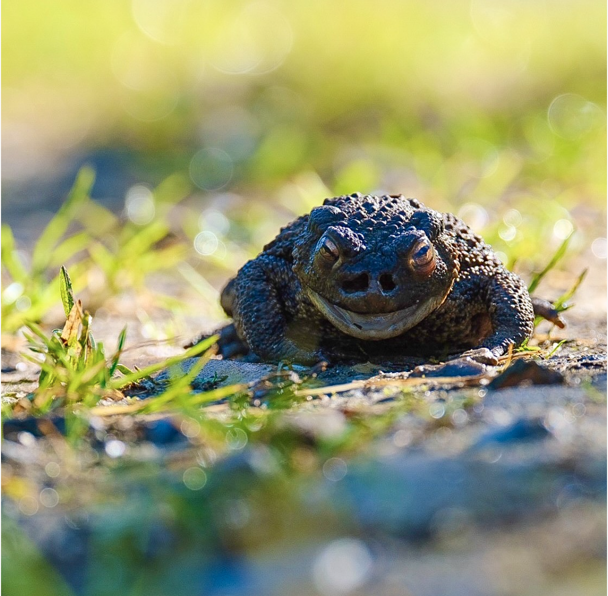 Pad op grasland met onscherpe, zonnige achtergrond.