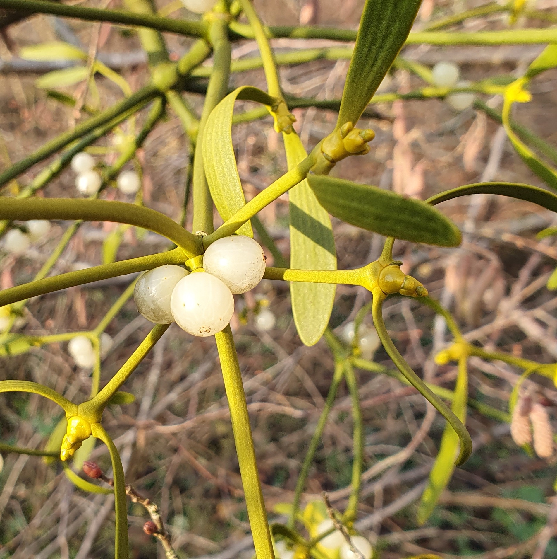 Groene maretak met witte bessen en smalle bladeren tegen een wazige natuurbodem.