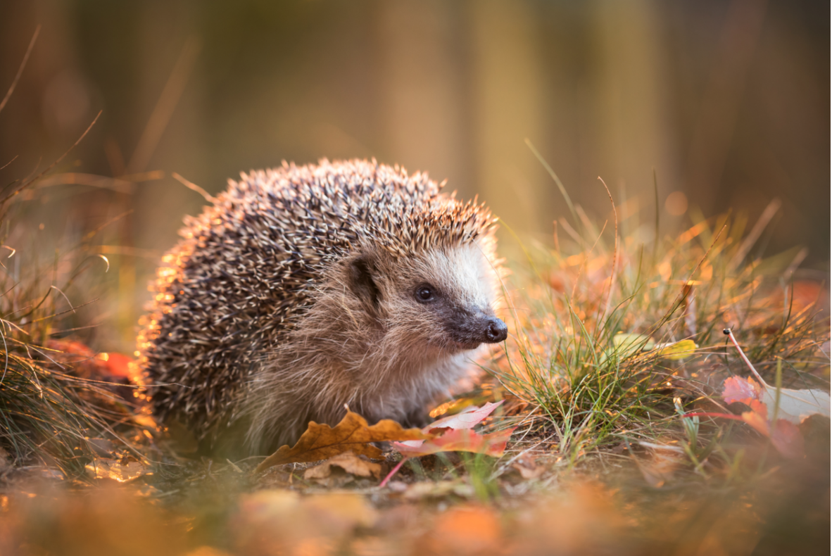 Egel tussen herfstbladeren in het gras, met zachte, warme belichting.