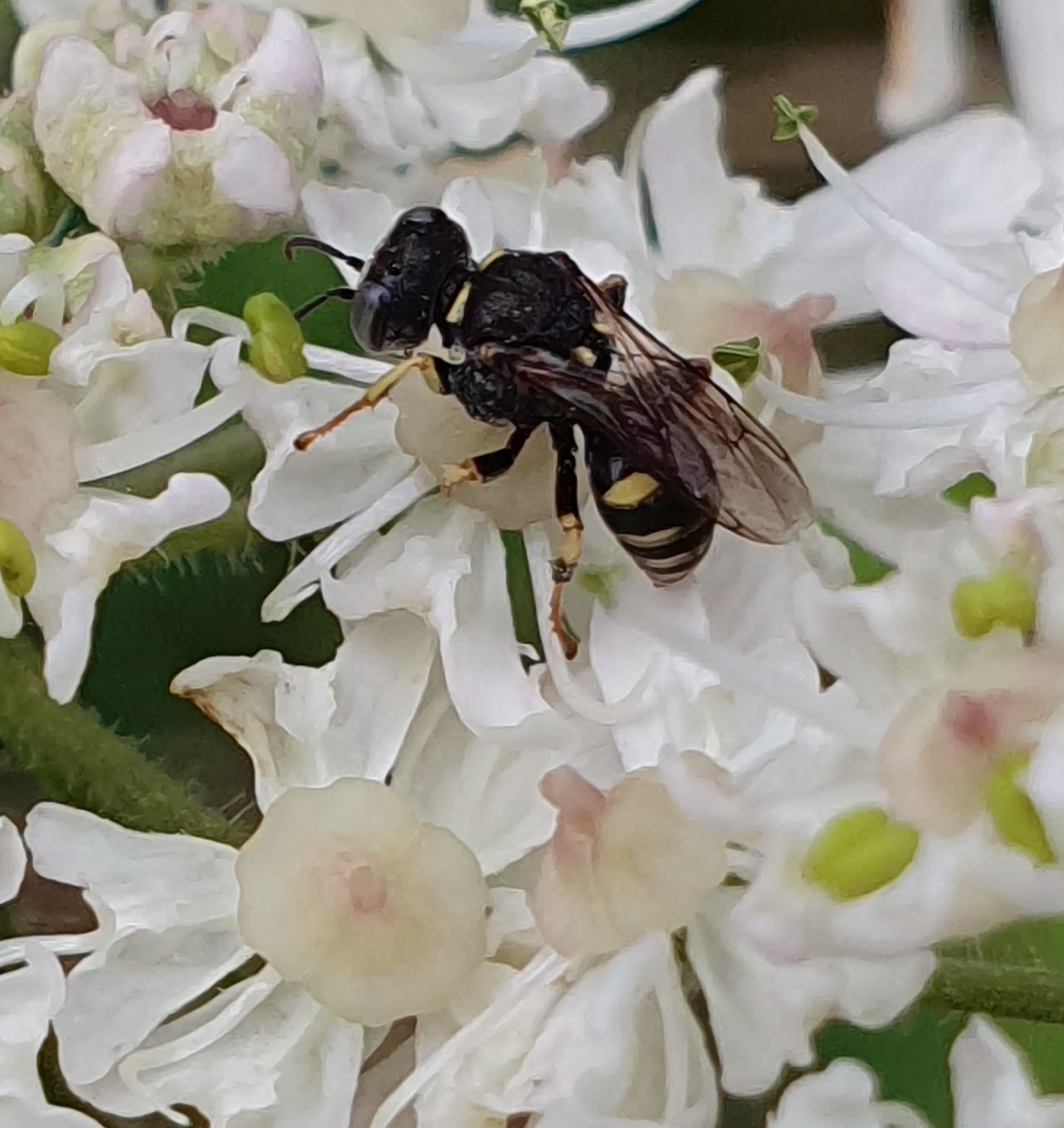 Zwarte wesp op witte bloem met ingesprongen details van bloemblaadjes en groene accenten.