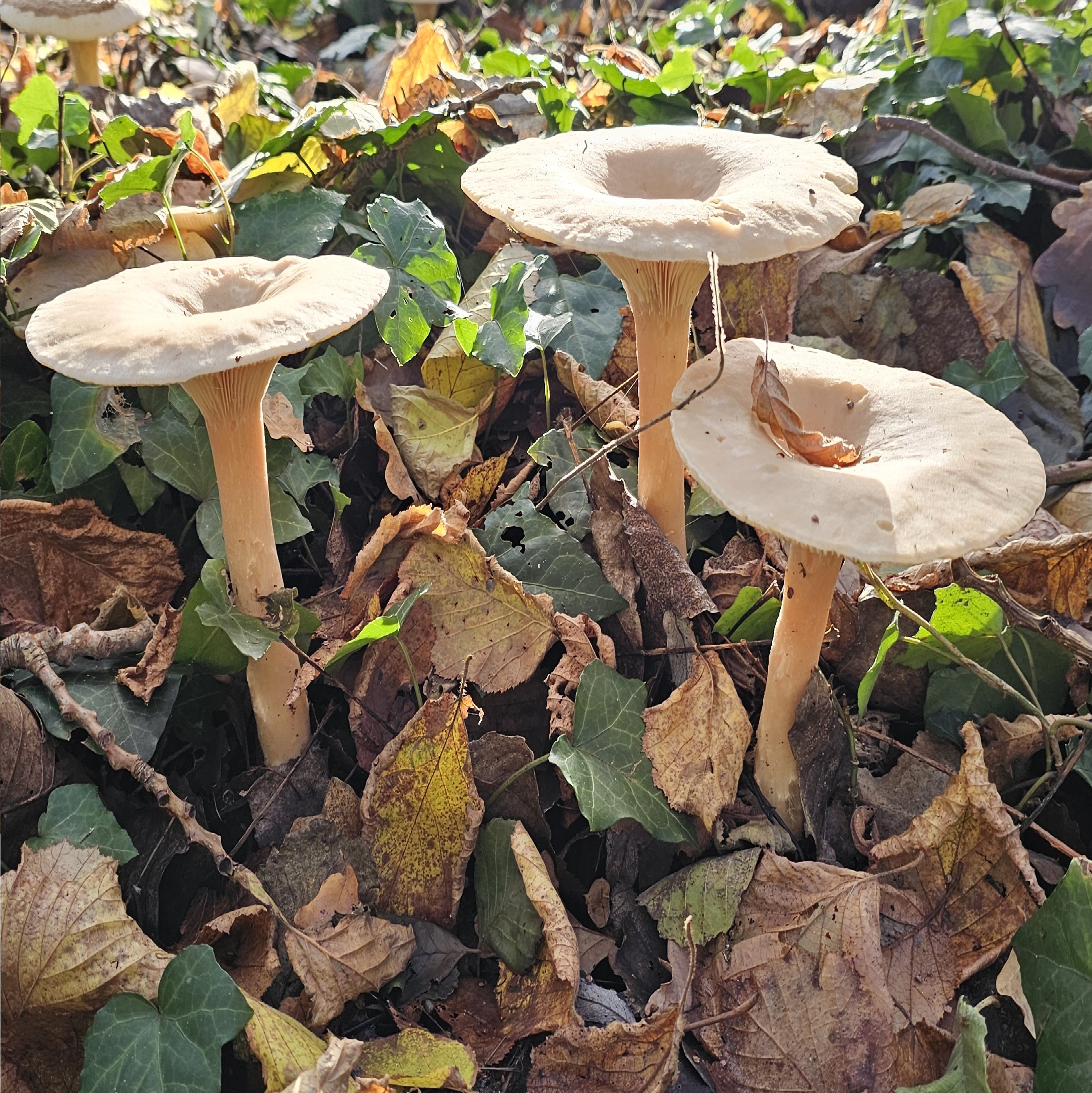 Drie paddenstoelen groeien tussen herfstbladeren en groene klimop in de zon.