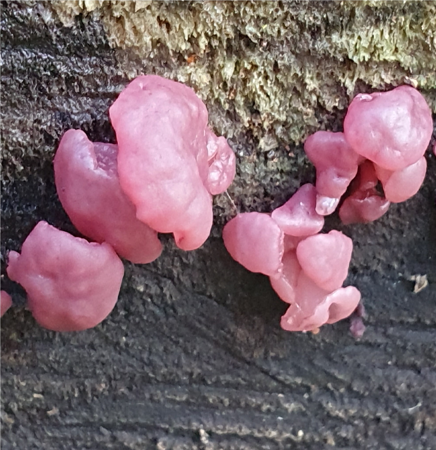 Roze zwammen op oud hout in close-up, met korstige textuur op de achtergrond.