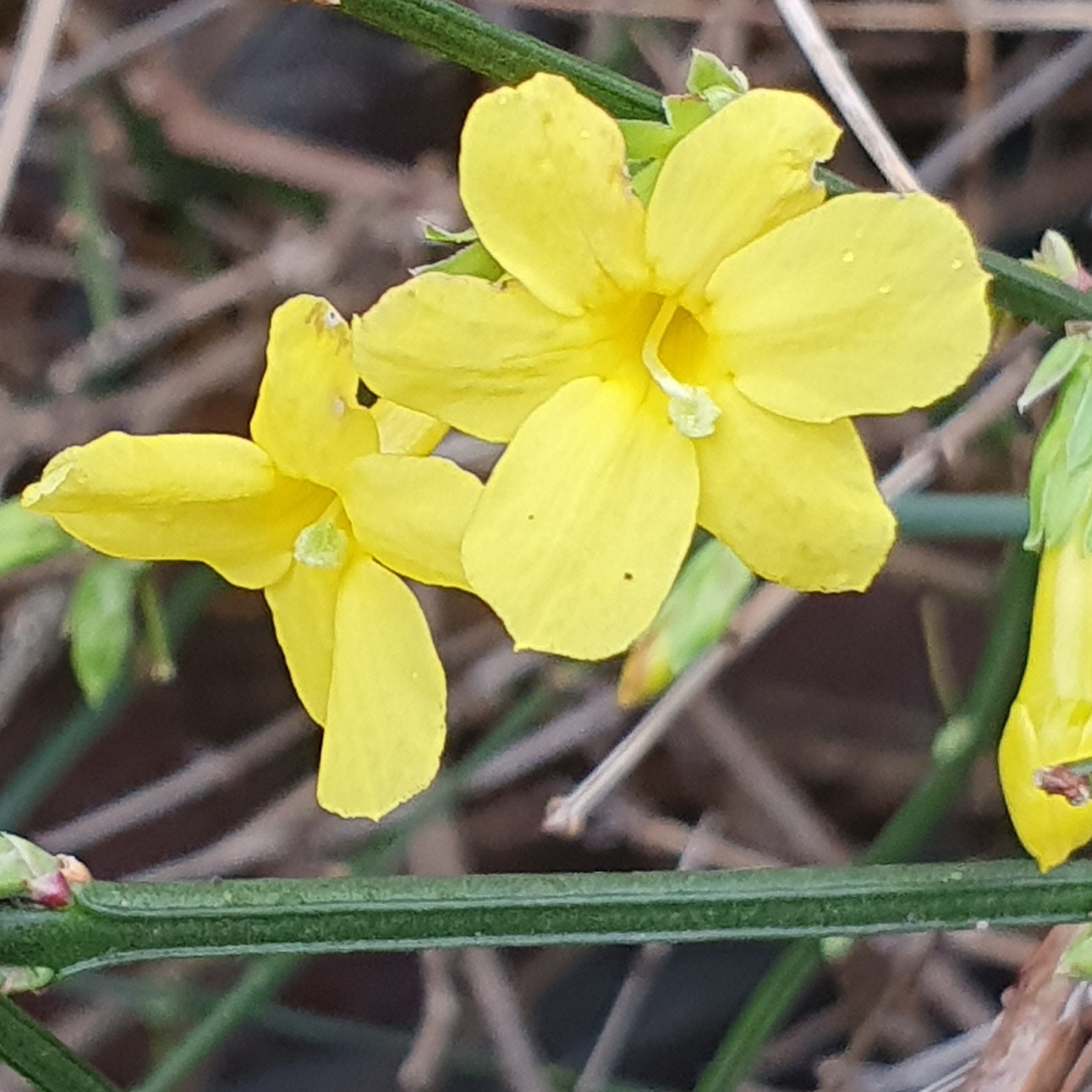 Twee gele bloemen op een groene stengel tegen een wazige achtergrond.