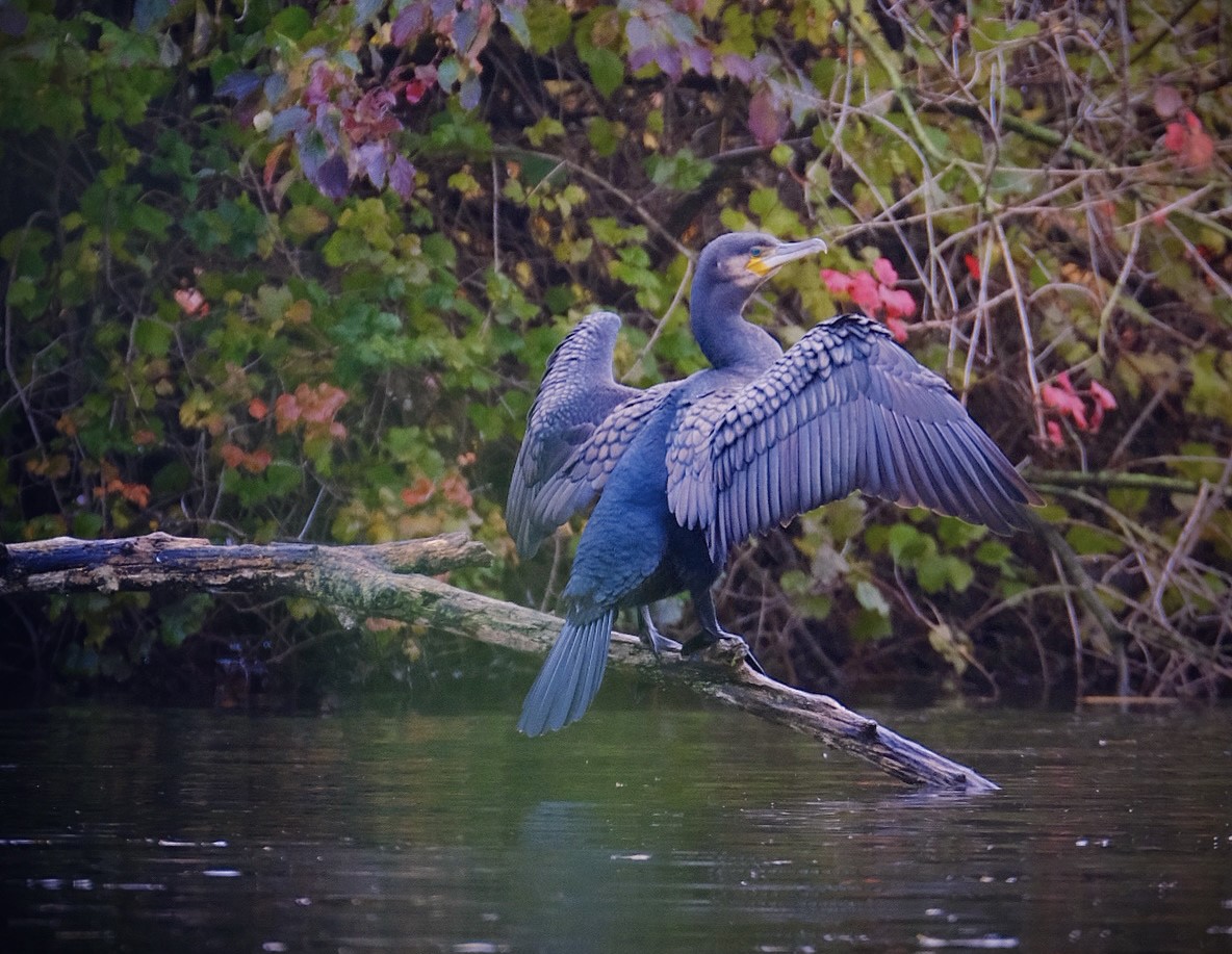 Aalscholver met gespreide vleugels op tak boven water, omringd door herfstbladeren.