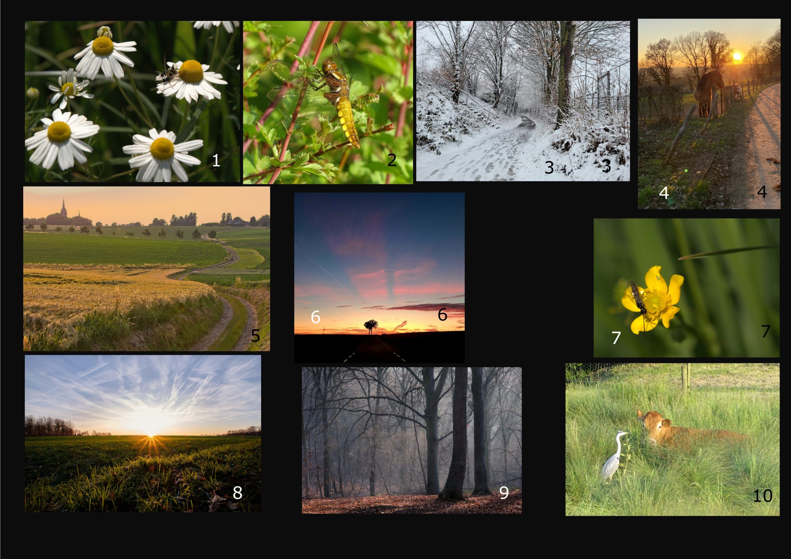 Een collage van natuurfoto's: bloemen, insecten, winterlandschap, paard bij zonsondergang, velden, zonsondergang, gele bloem, ochtendzon, mistig bos en een reiger bij een koe.