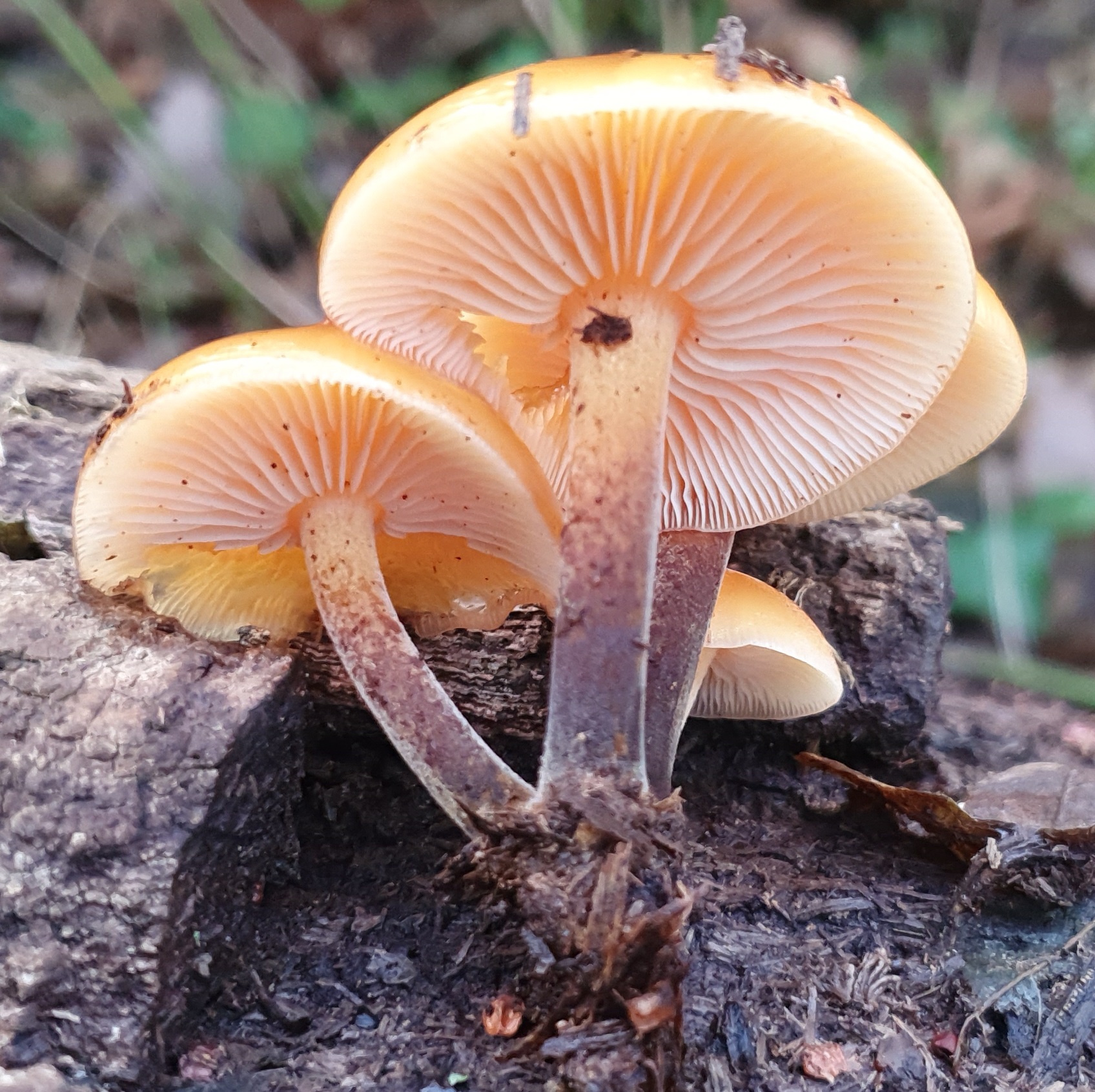 Drie oranje paddenstoelen groeien op een stuk hout in een bosachtige omgeving.