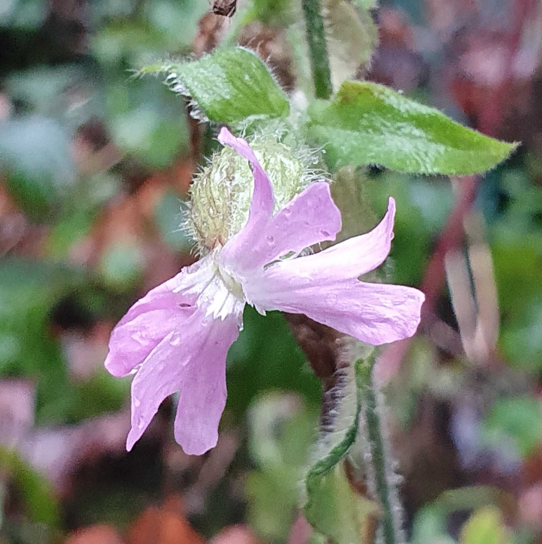 Paarse bloem met harige kelkbladeren tegen een wazige, natuurlijke achtergrond.