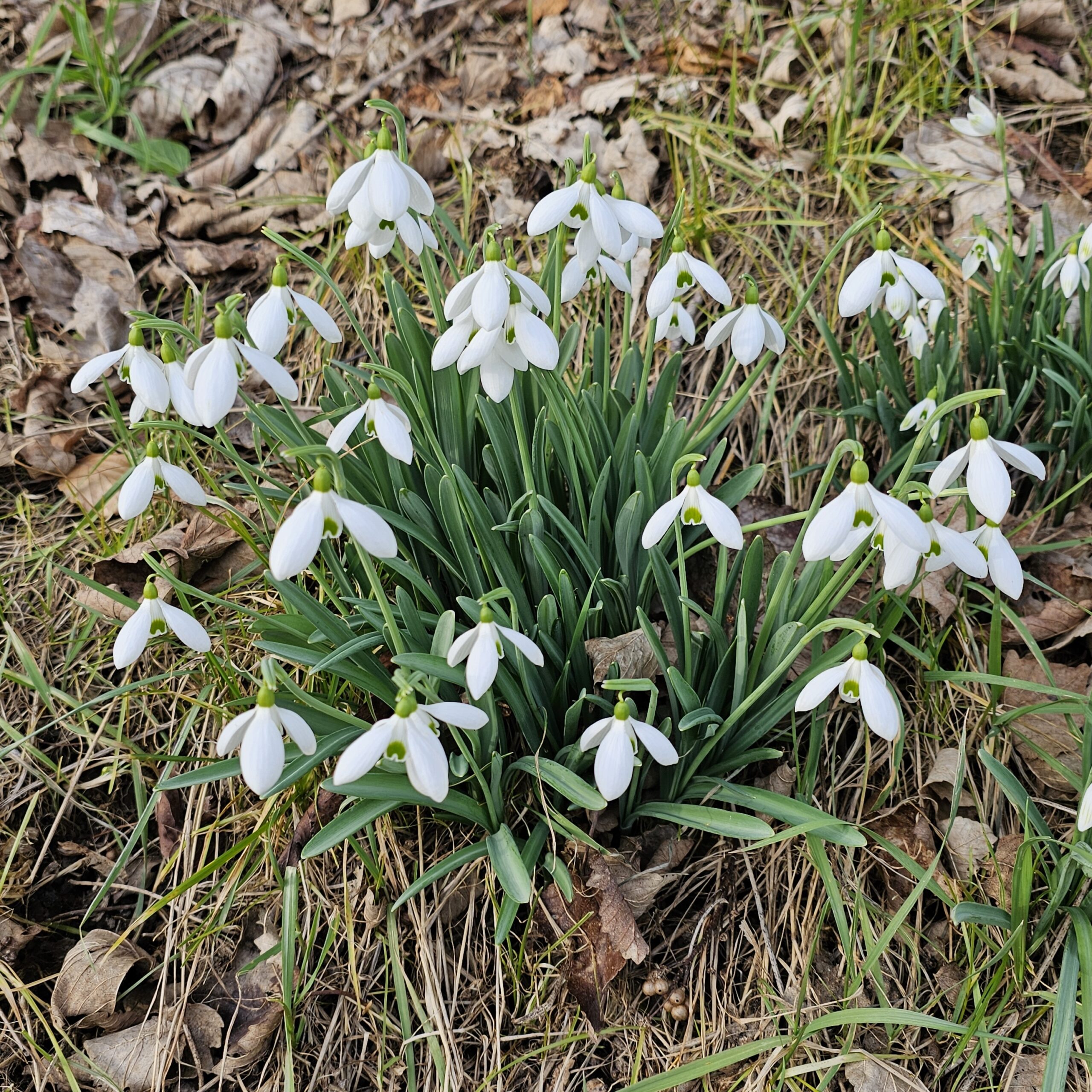 Bos sneeuwklokjes tussen bruine bladeren en gras. Bloemen hebben witte bloemblaadjes en groene stelen.
