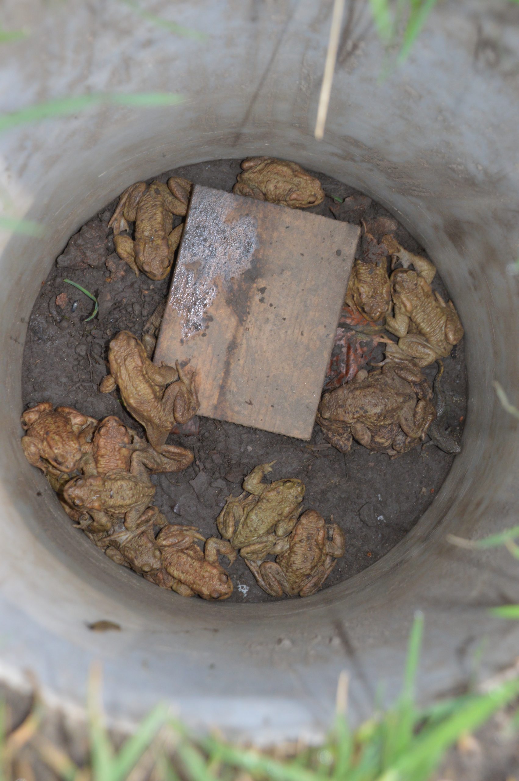 Kikker in een put met aarde en hout; meerdere bruine kikkers zijn zichtbaar.