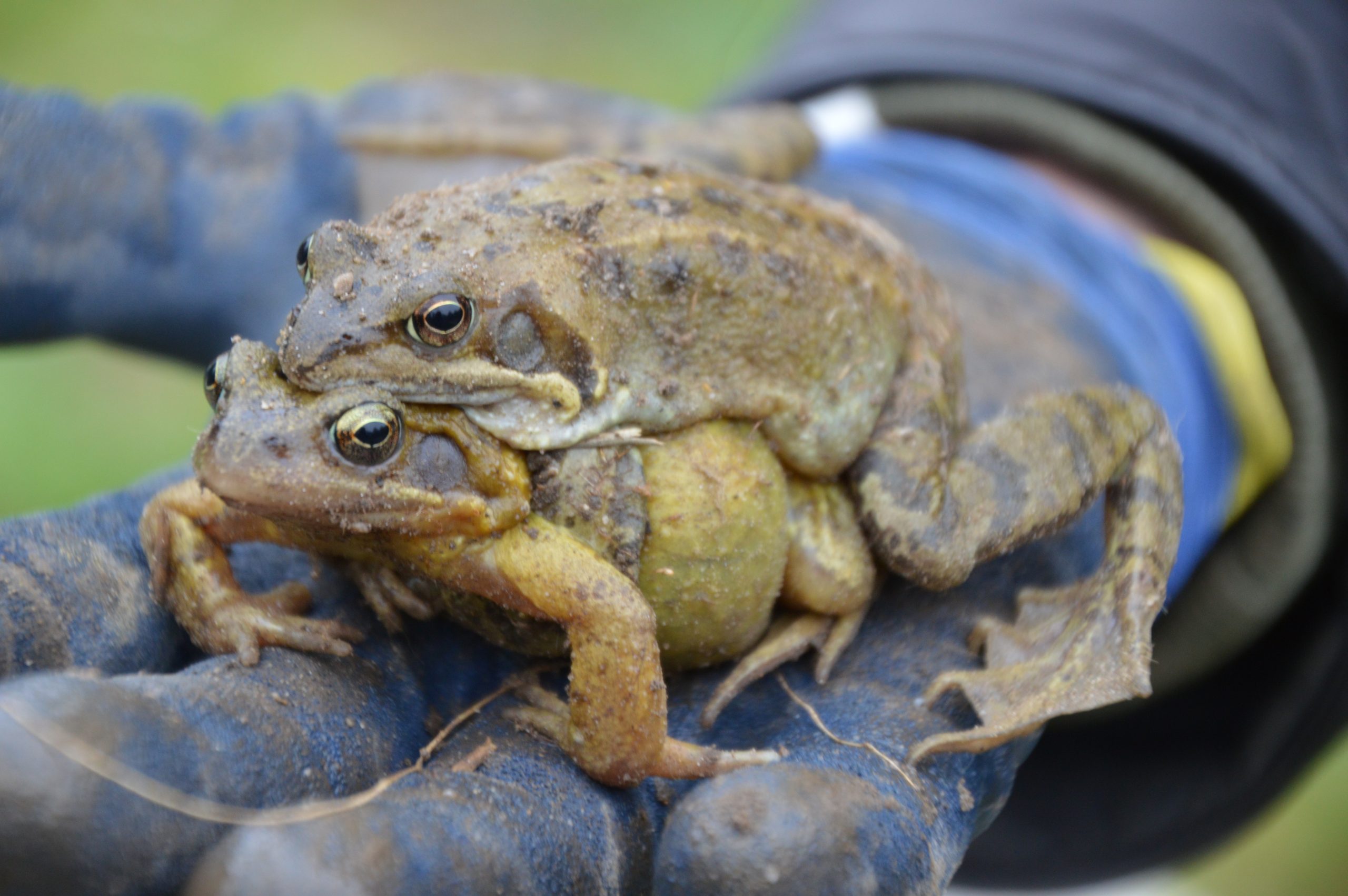 Twee padden zitten samen op een met een handschoen bedekte hand.