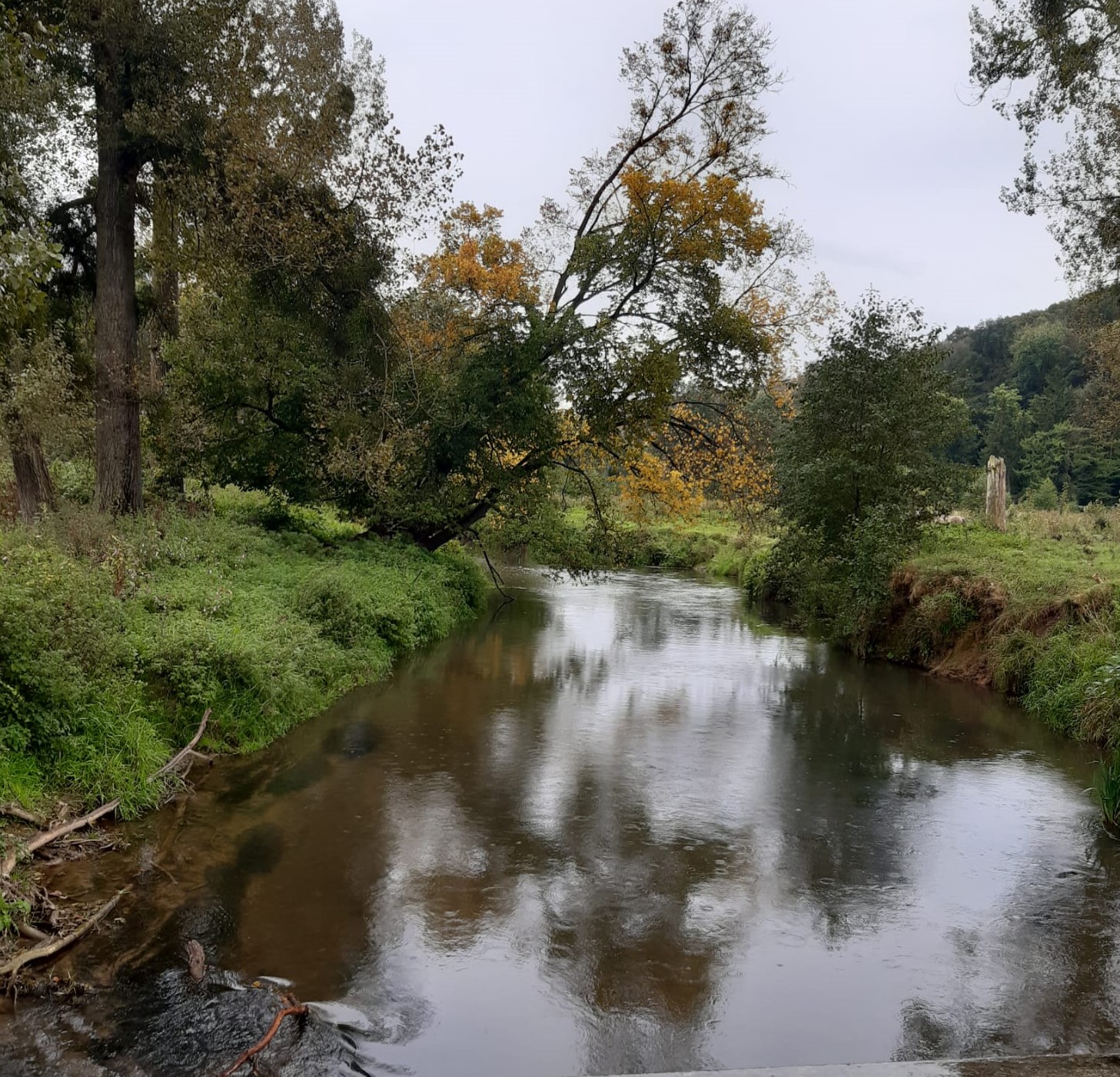 Bosrijke rivier met groene en herfstkleurige bomen, onder een grijze hemel.