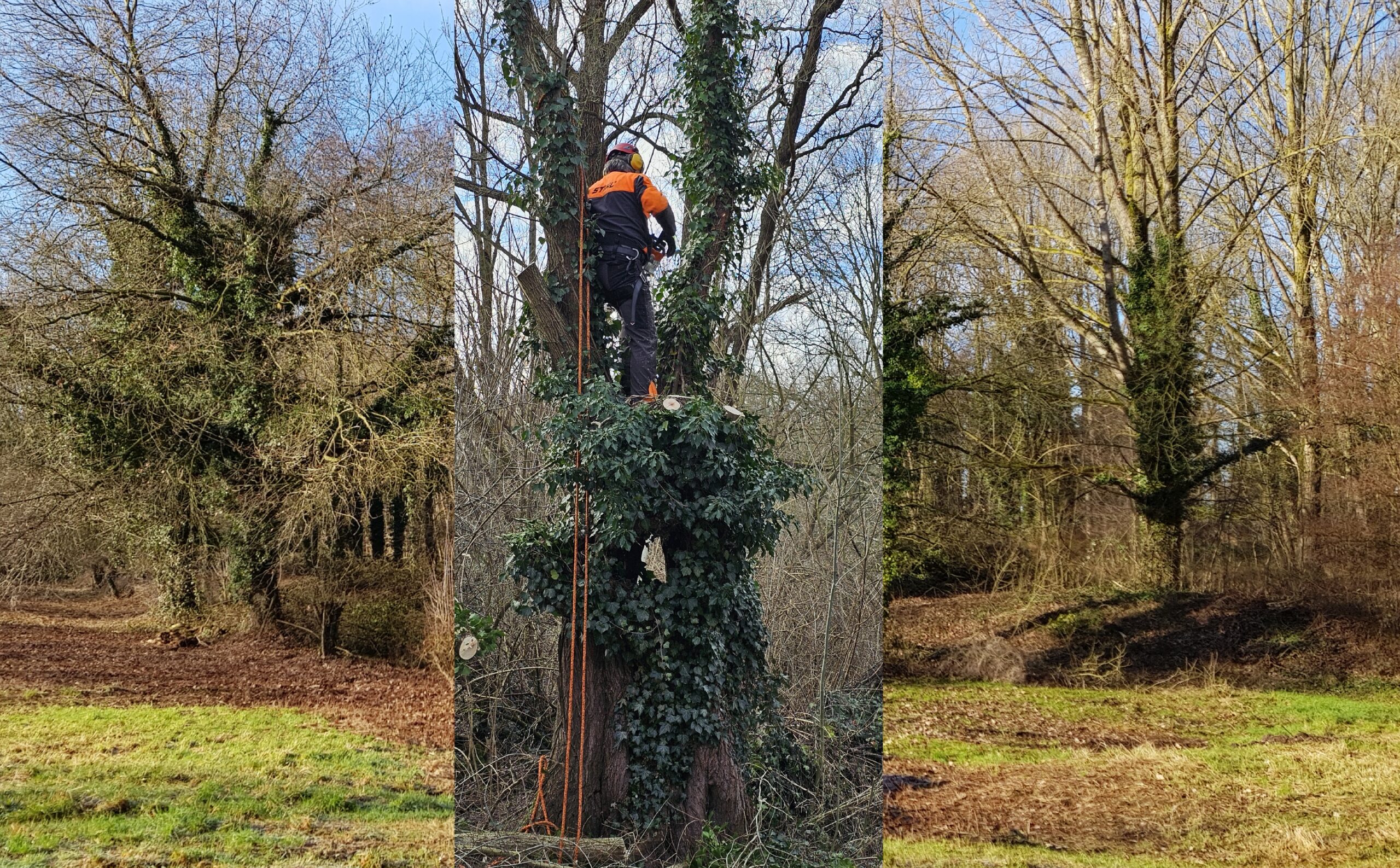 Persoon in boomzaagkleding klimt met een touw omhoog in een met klimop begroeide boom.