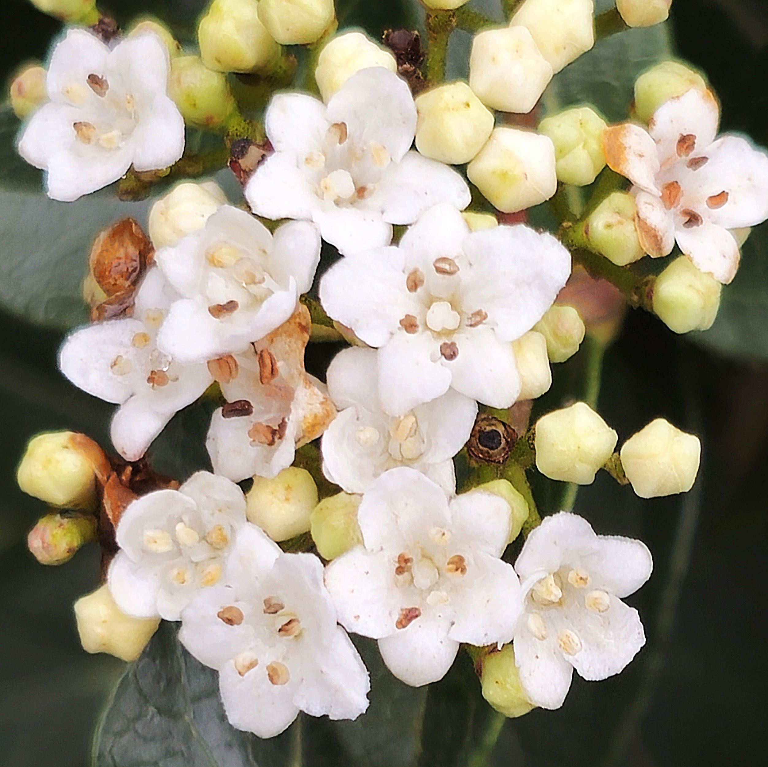 Witte bloemen met vijf bloemblaadjes en gele knoppen op een groene achtergrond.