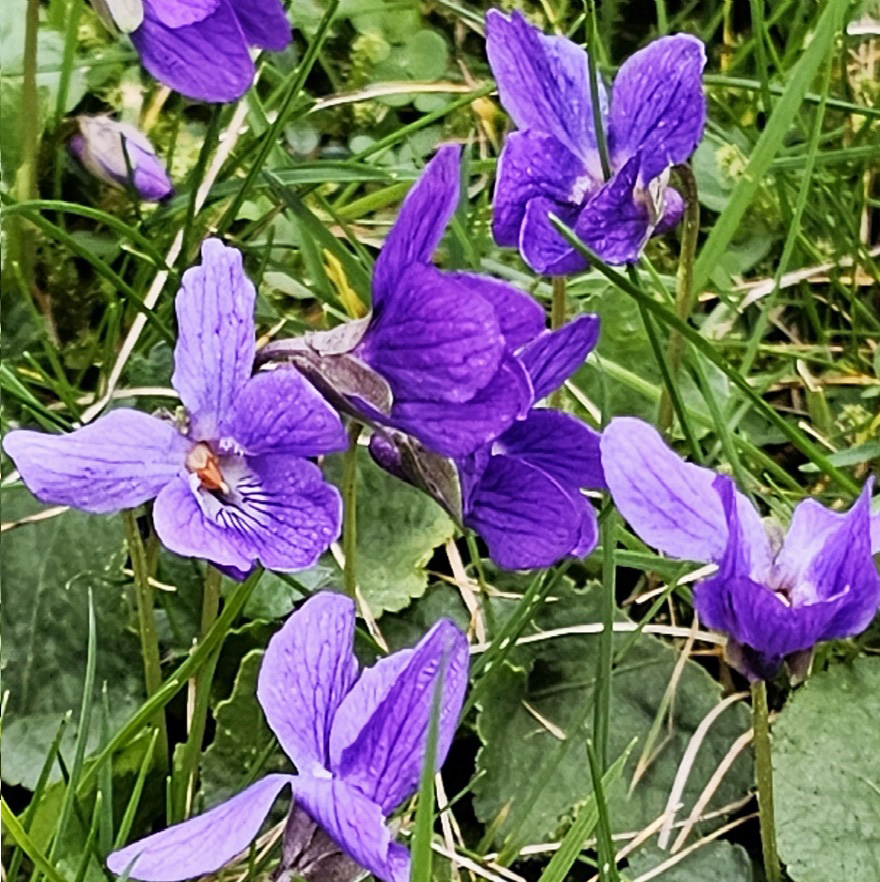 Paarse bloemen in gras, met bladeren en enkele knoppen zichtbaar.