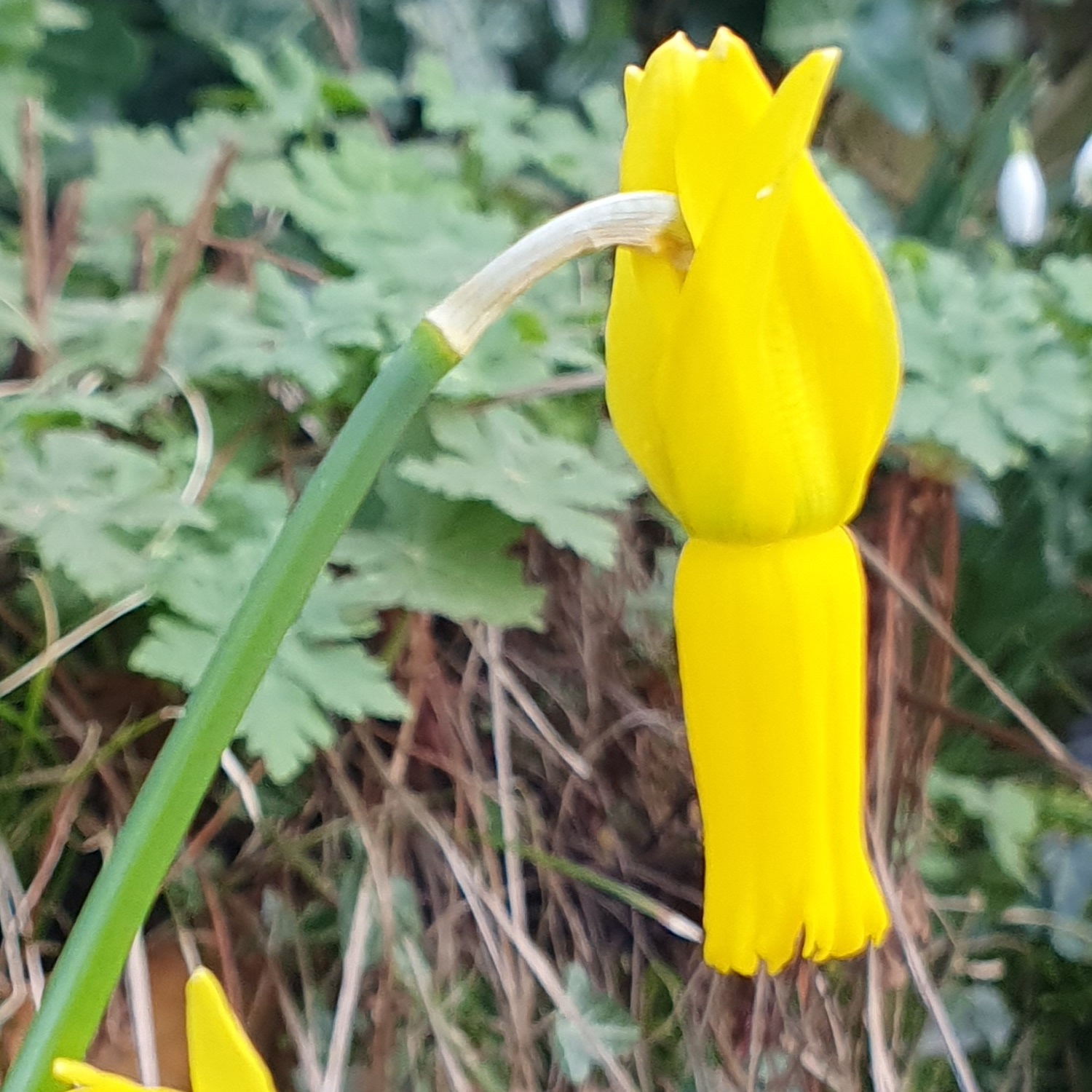Gele narcis in knop tegen een achtergrond van groen gebladerte.