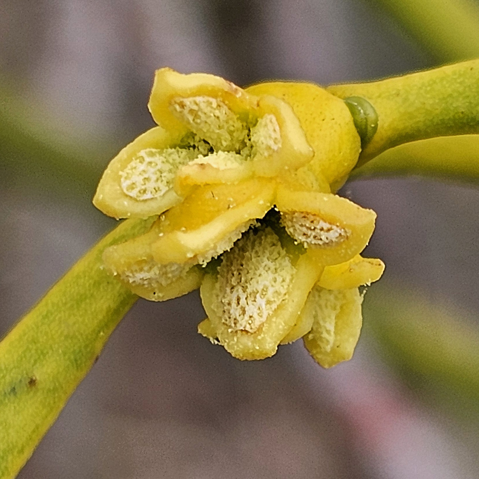 Close-up van een gele bloem met zichtbare textuur op de bloembladen en groene stengel.