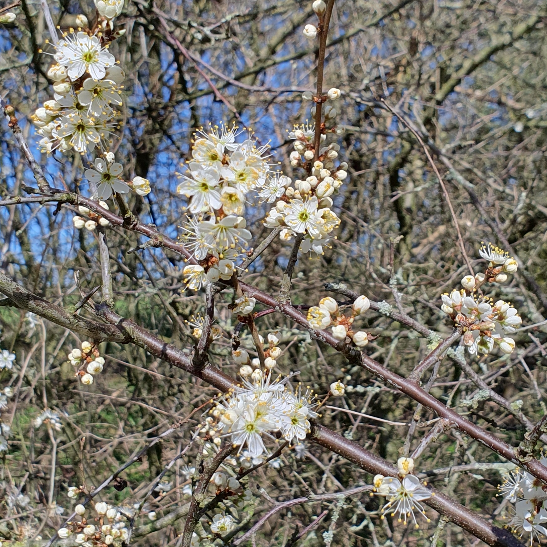 Witte bloesems op een tak met een achtergrond van kale takken en blauwe lucht.
