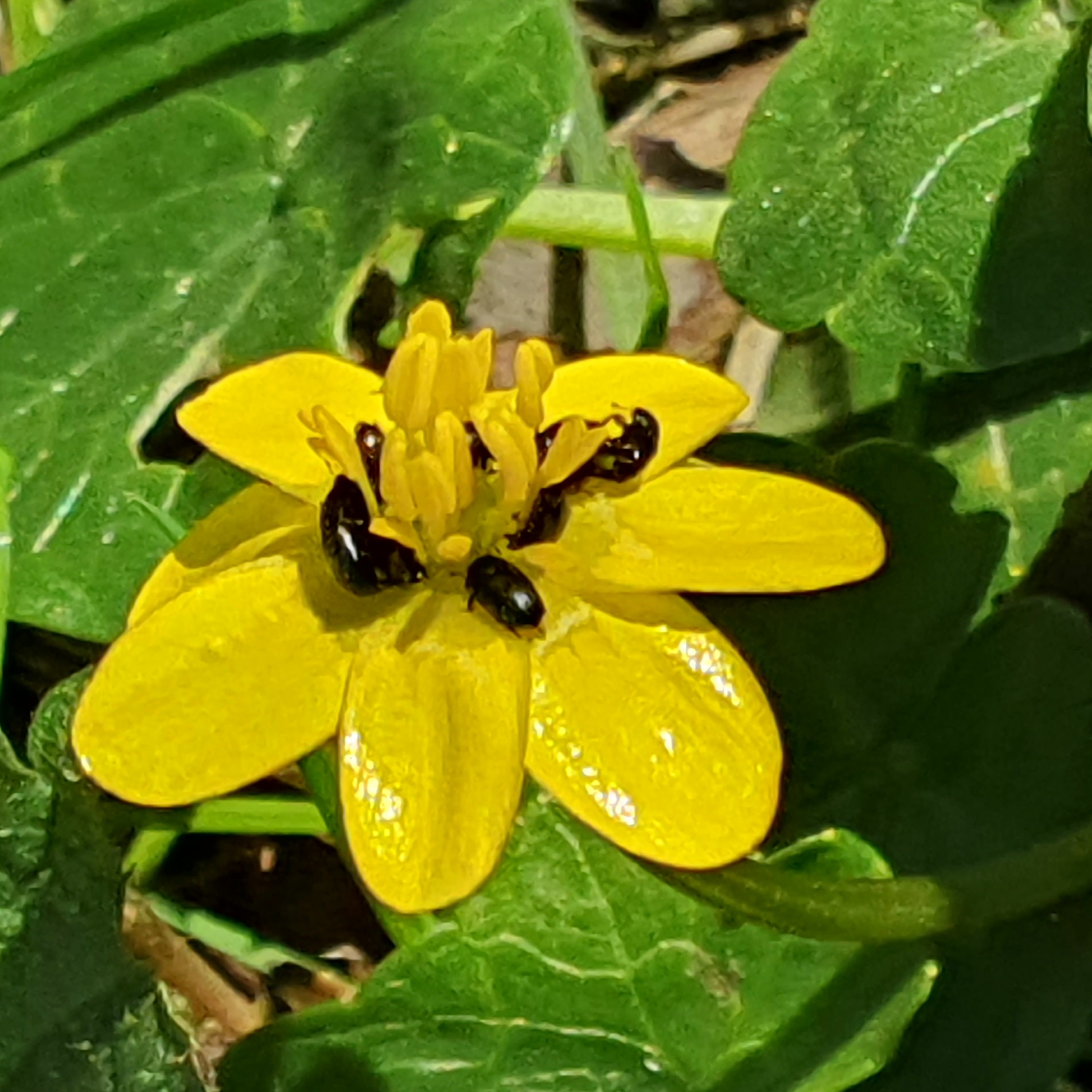Gele bloem met zwarte kevers op de bloemblaadjes, omringd door groene bladeren.