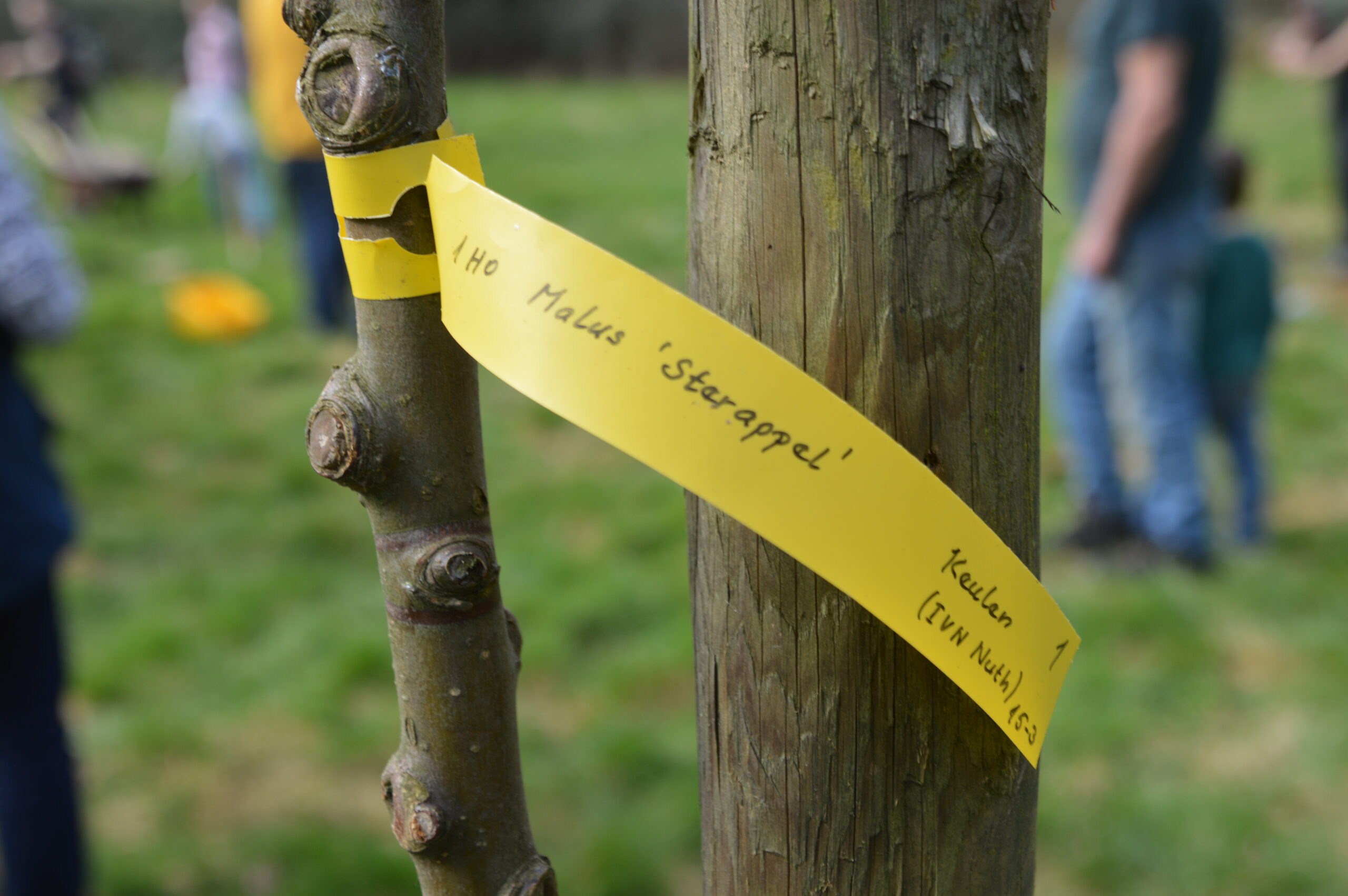Een boomtak met gele label "Malus 'Sterappel'", mensen in de onscherpe achtergrond.