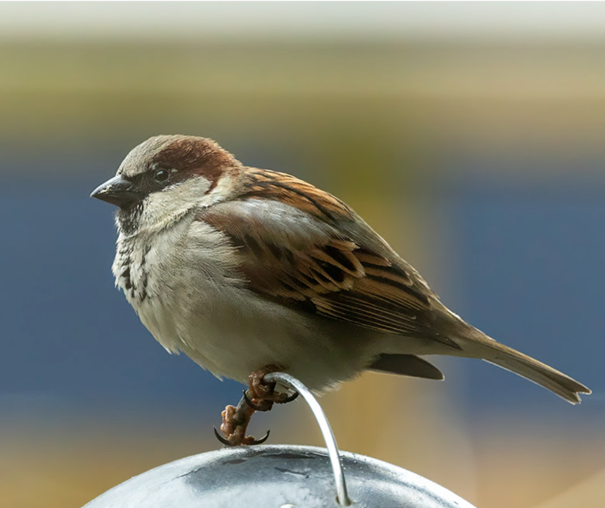 Mus zit op een voerbak in een wazige achtergrond.