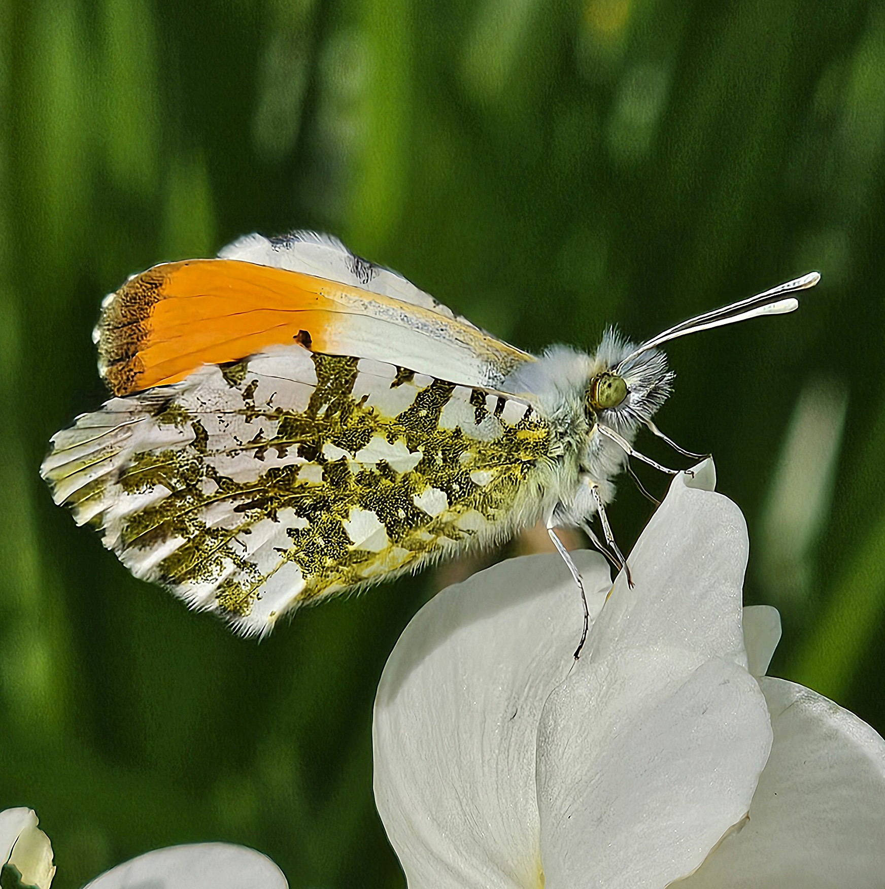 Oranje-witte vlinder zit op een witte bloem met groene achtergrond.