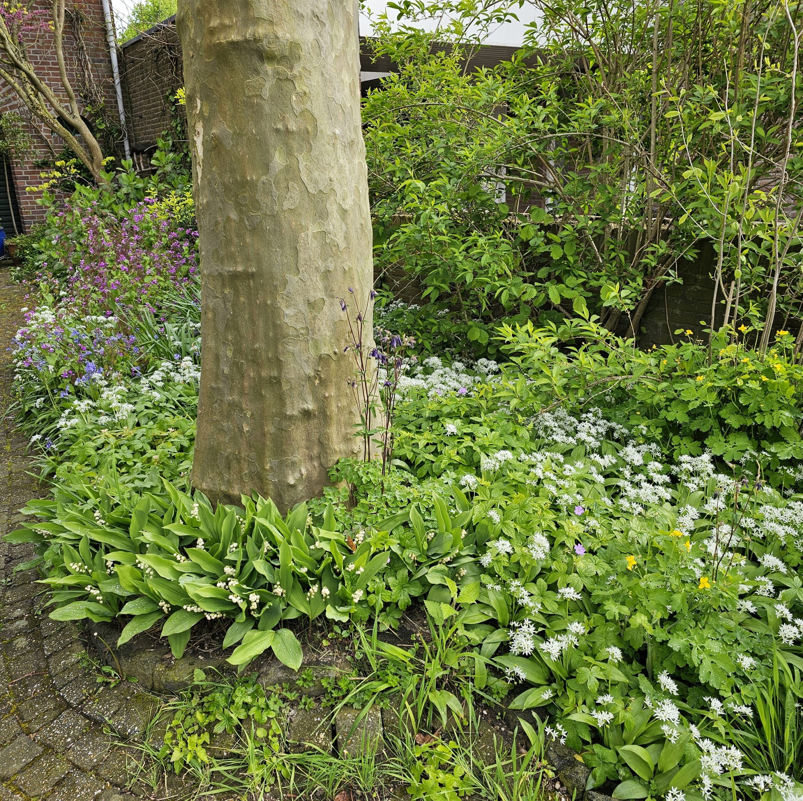 Boomstam omringd door lente bloemen en groen loof in tuin met bakstenen muur op achtergrond.