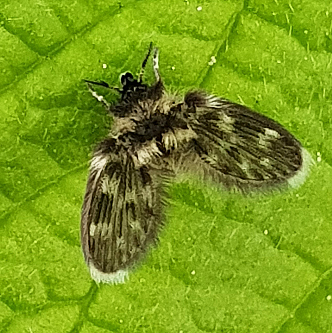 Een pluizige mot zit op een heldergroen blad.