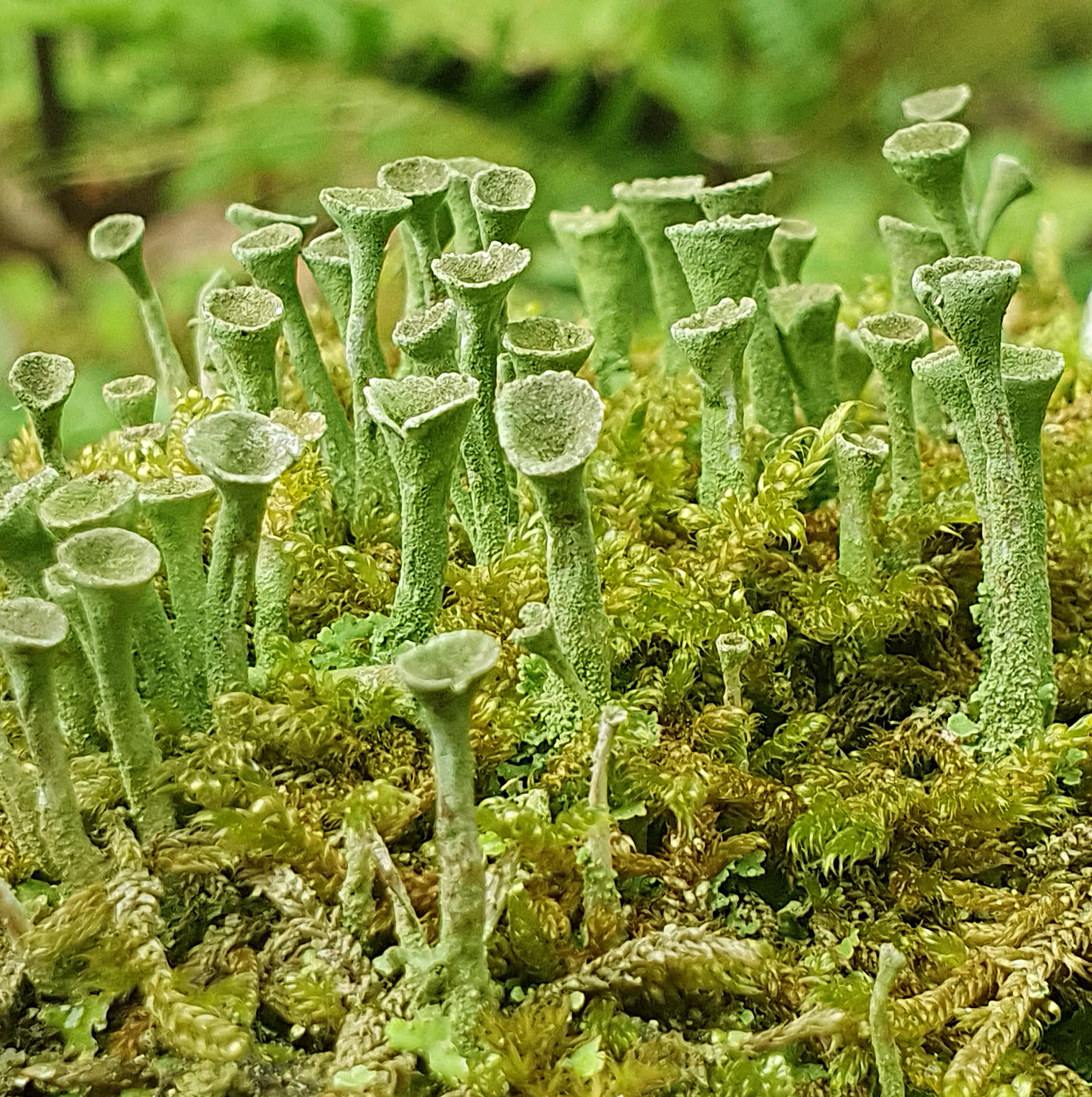 Groene bekerkorstmos (“pixie cups”) groeit op mosrijke ondergrond in een natuurlijke omgeving.