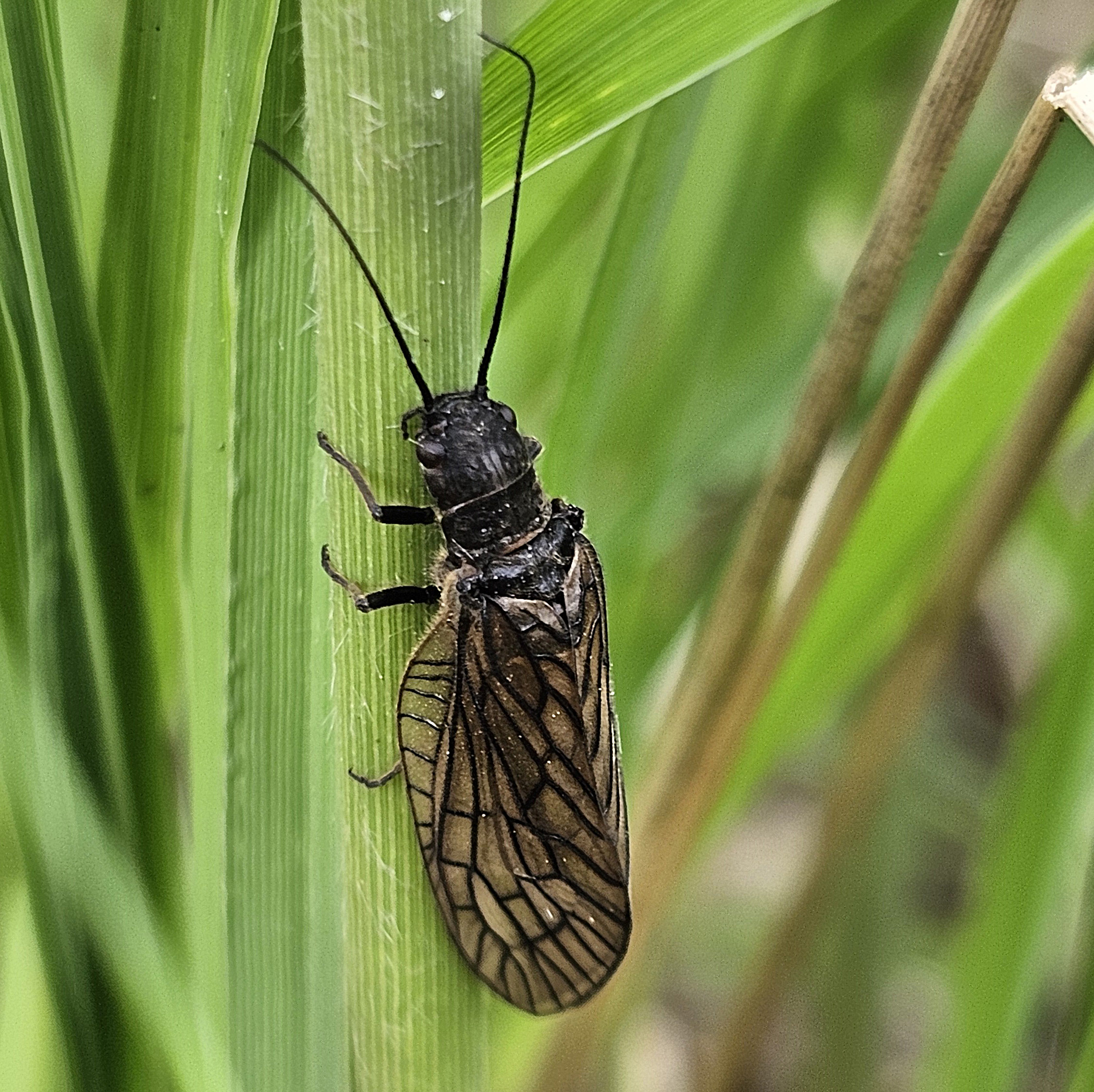 Zwarte insect met vleugels en lange voelsprieten op een groene plantstengel.
