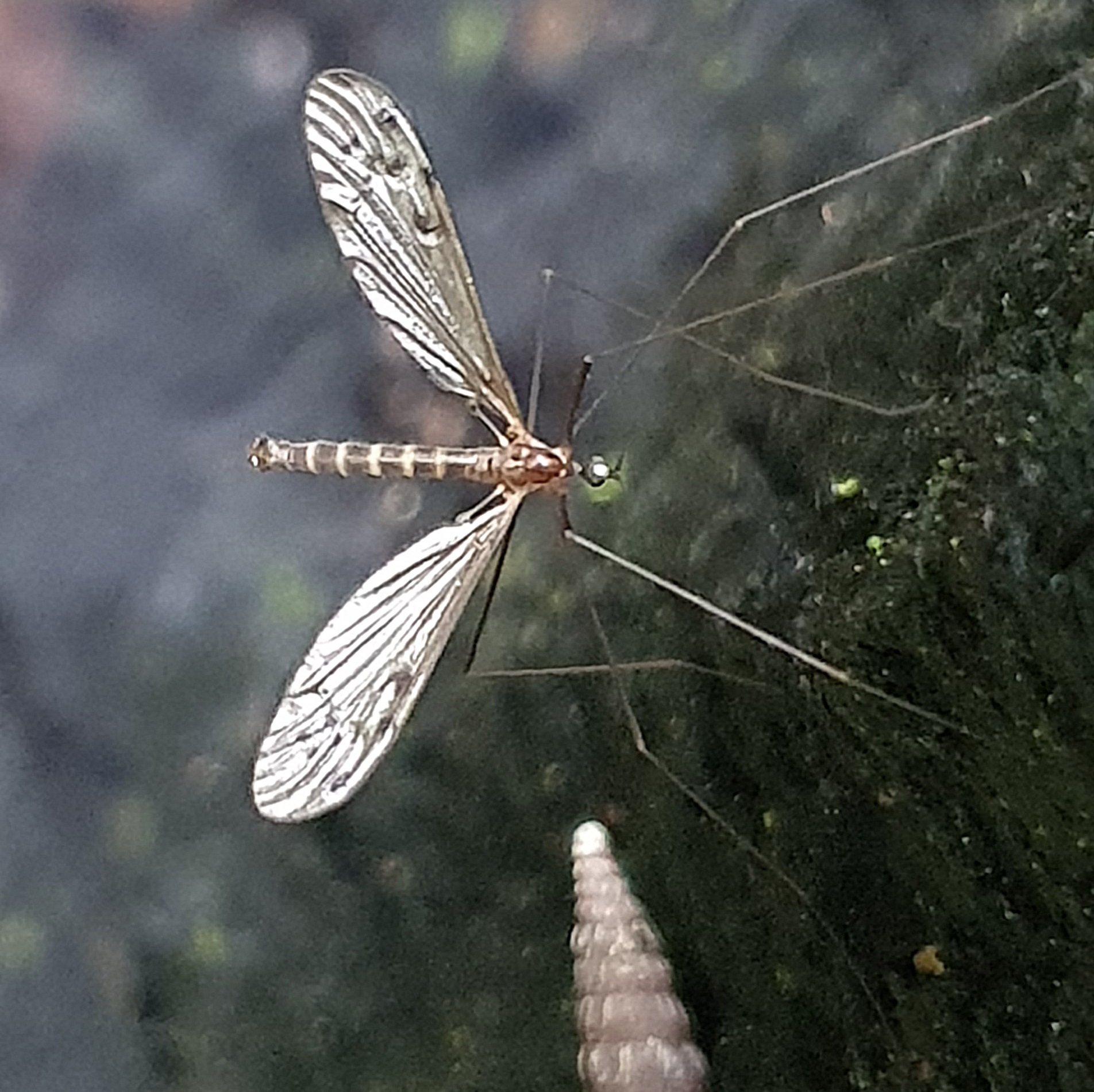 Een slanke insect met lange poten en gestreepte vleugels tegen een donkere achtergrond.