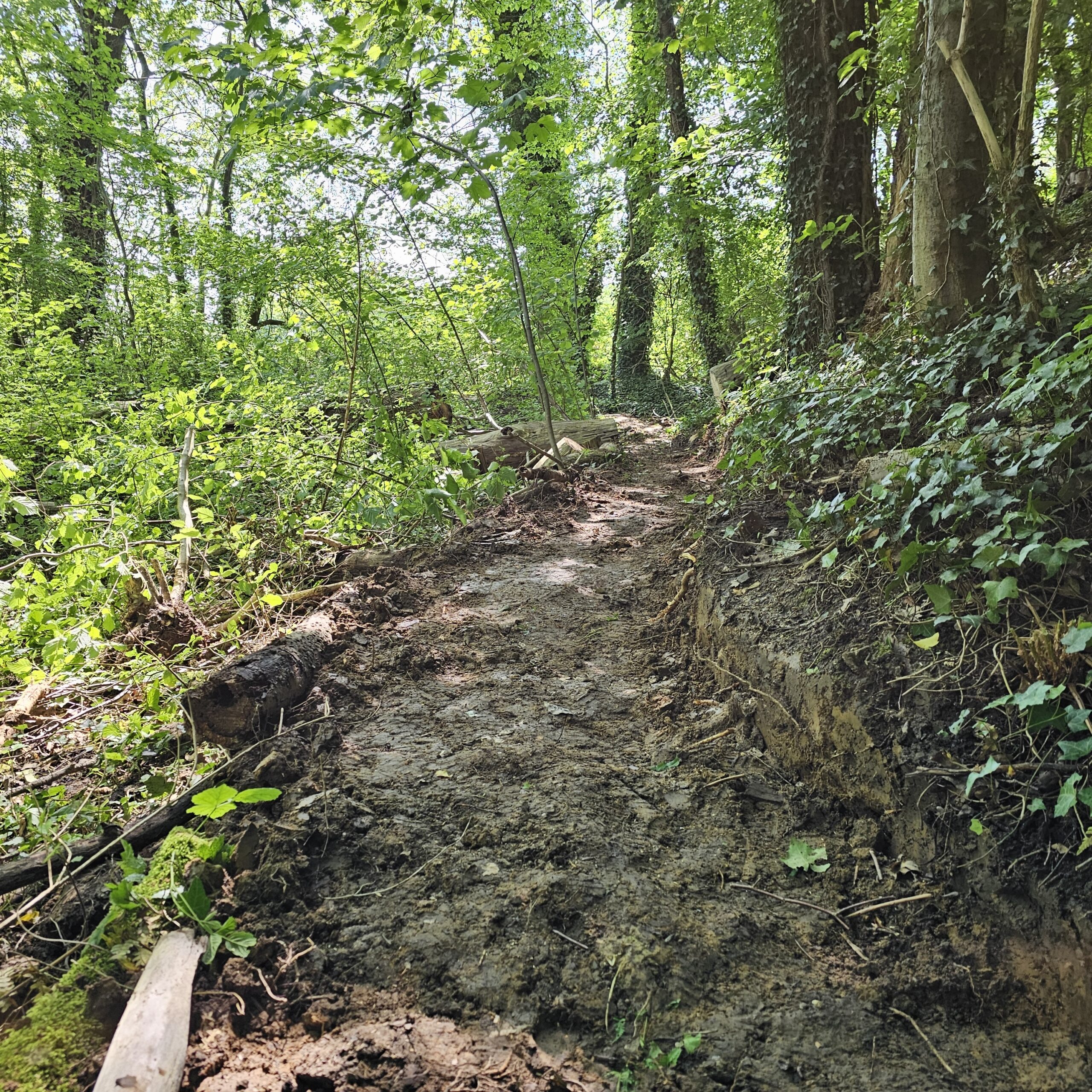 Modderig bospad met groene bomen en struiken onder een zonnige hemel.