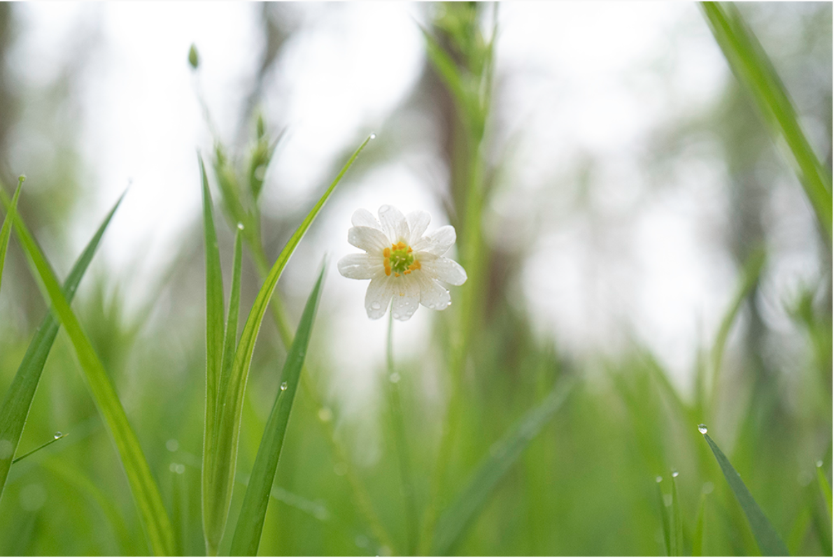 Bloem met dauwdruppels tussen groene grassprieten tegen een wazige achtergrond.