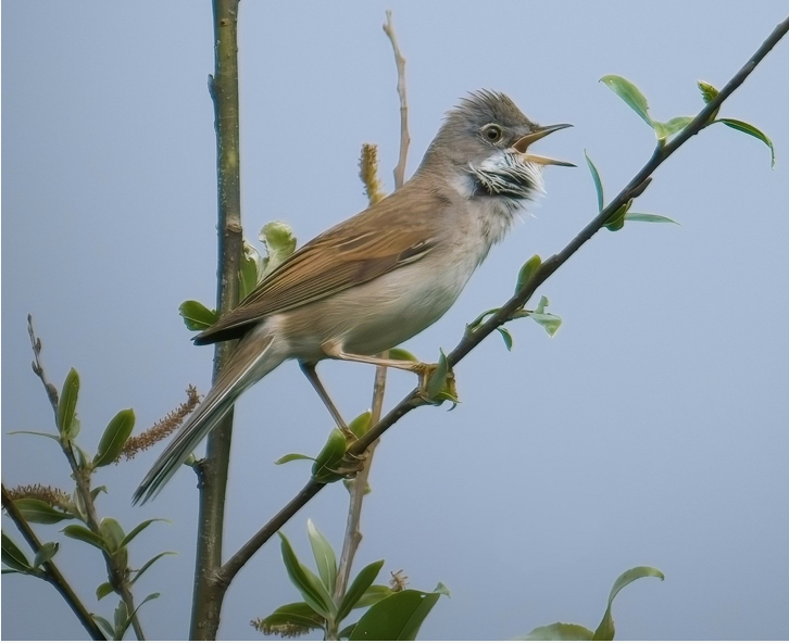 Zingende bruine vogel zit op een tak met groene blaadjes tegen een blauwe hemel.