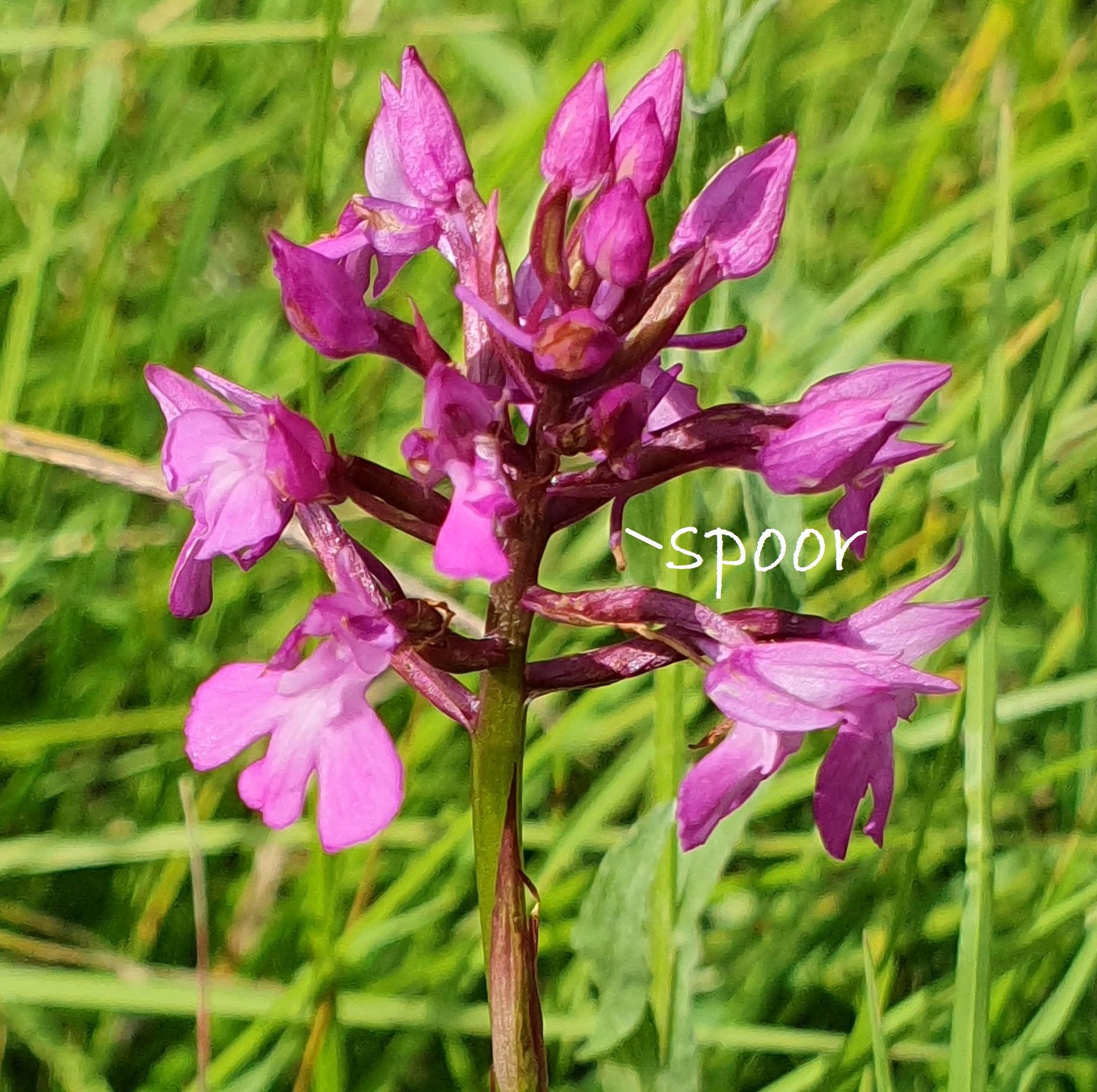 Paarse orchidee met label "spoor" in groene omgeving.