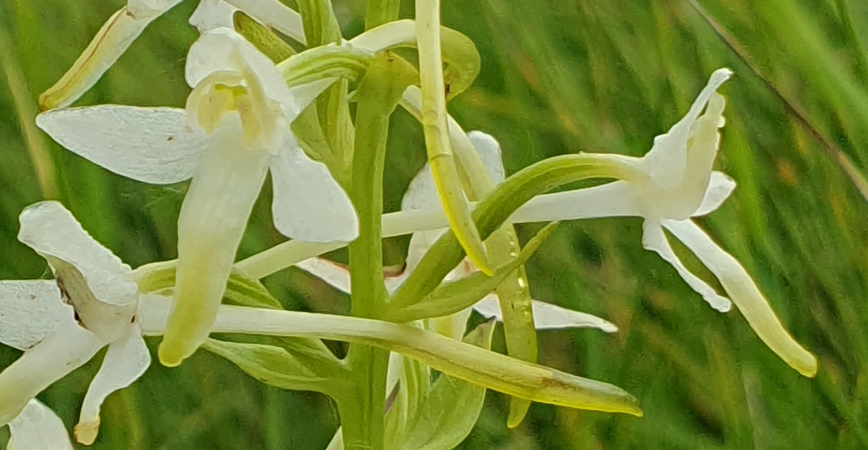 Witte bloemen met lange bloemblaadjes en groene stelen tegen een wazige groene achtergrond.