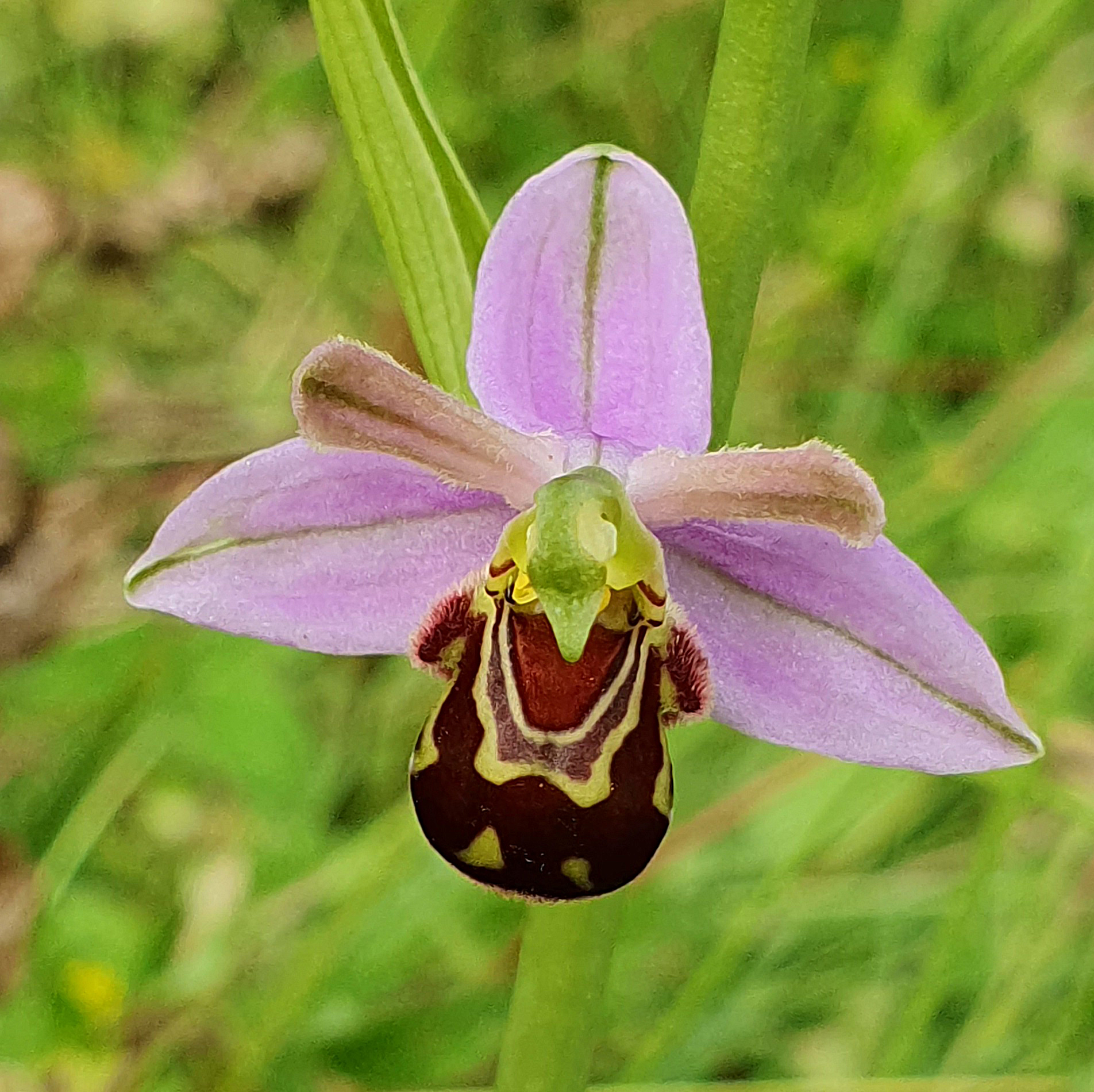 Close-up van een bijenorchidee met paarse bloembladen en een bruine, bijachtige lip.