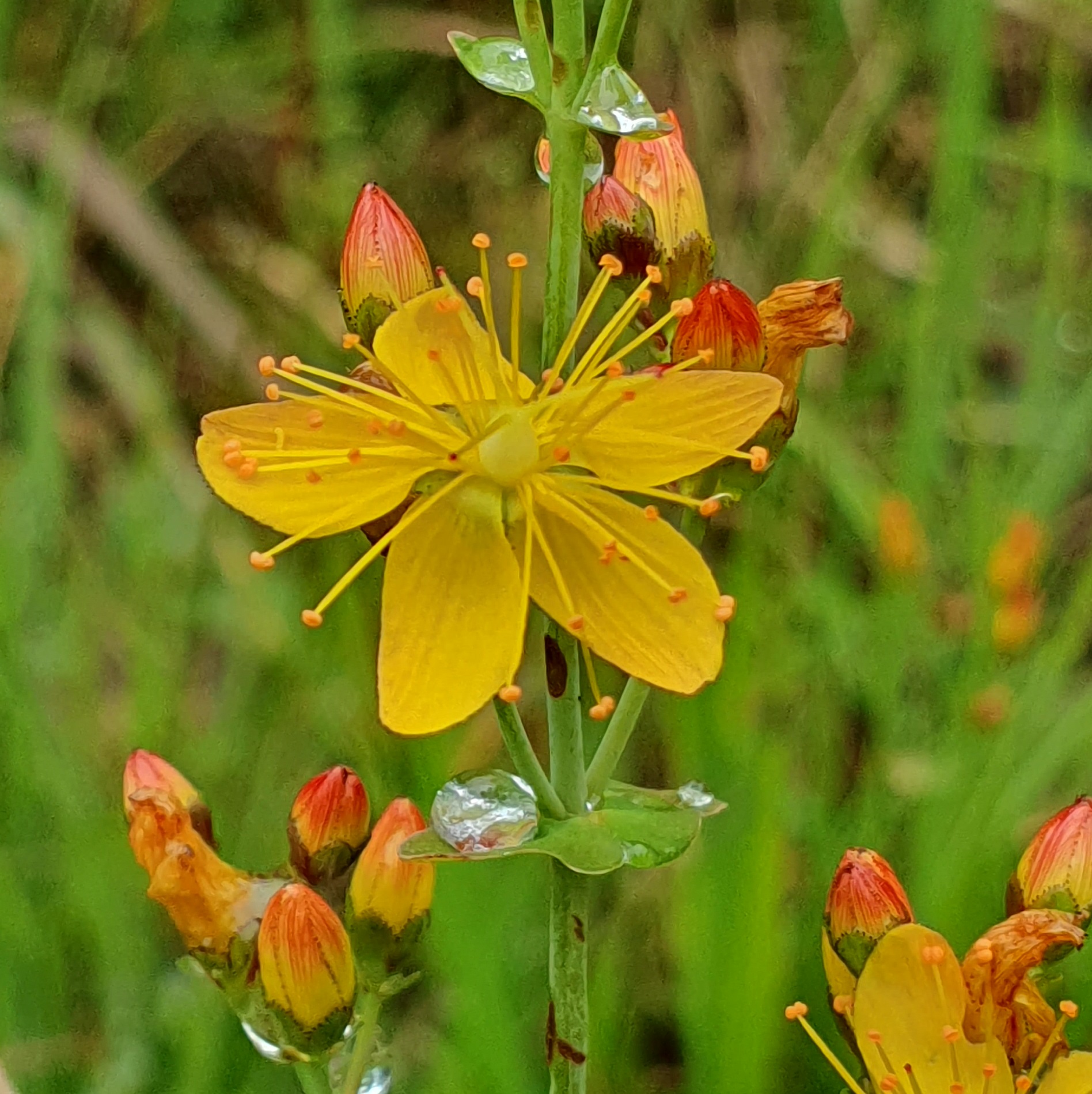 Gele bloem met regendruppels en rode bloemknoppen tegen een groene achtergrond.
