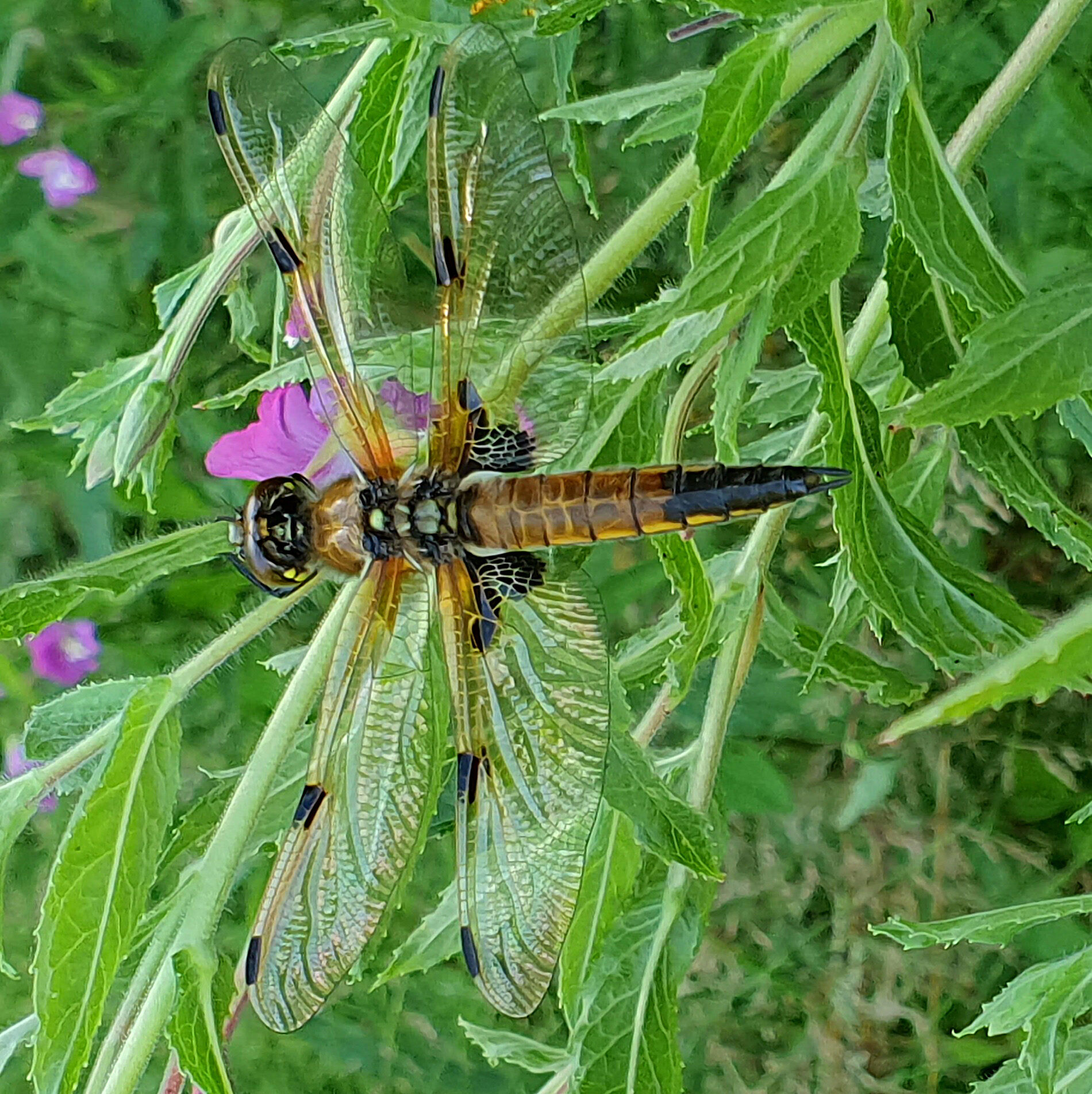 Libel met glanzende vleugels zit op groene bladeren en roze bloemen.