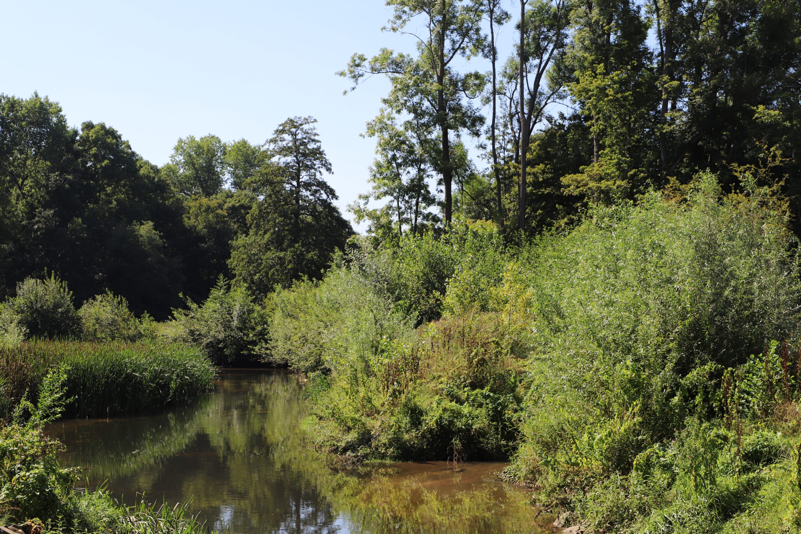 Bosrijk gebied met een rustige rivier en dicht gebladerte onder blauwe lucht.