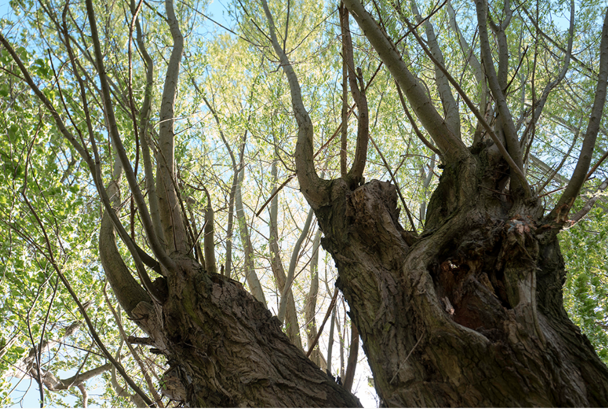 Twee knoestige boomstammen met verspreide takken tegen een blauwe lucht.