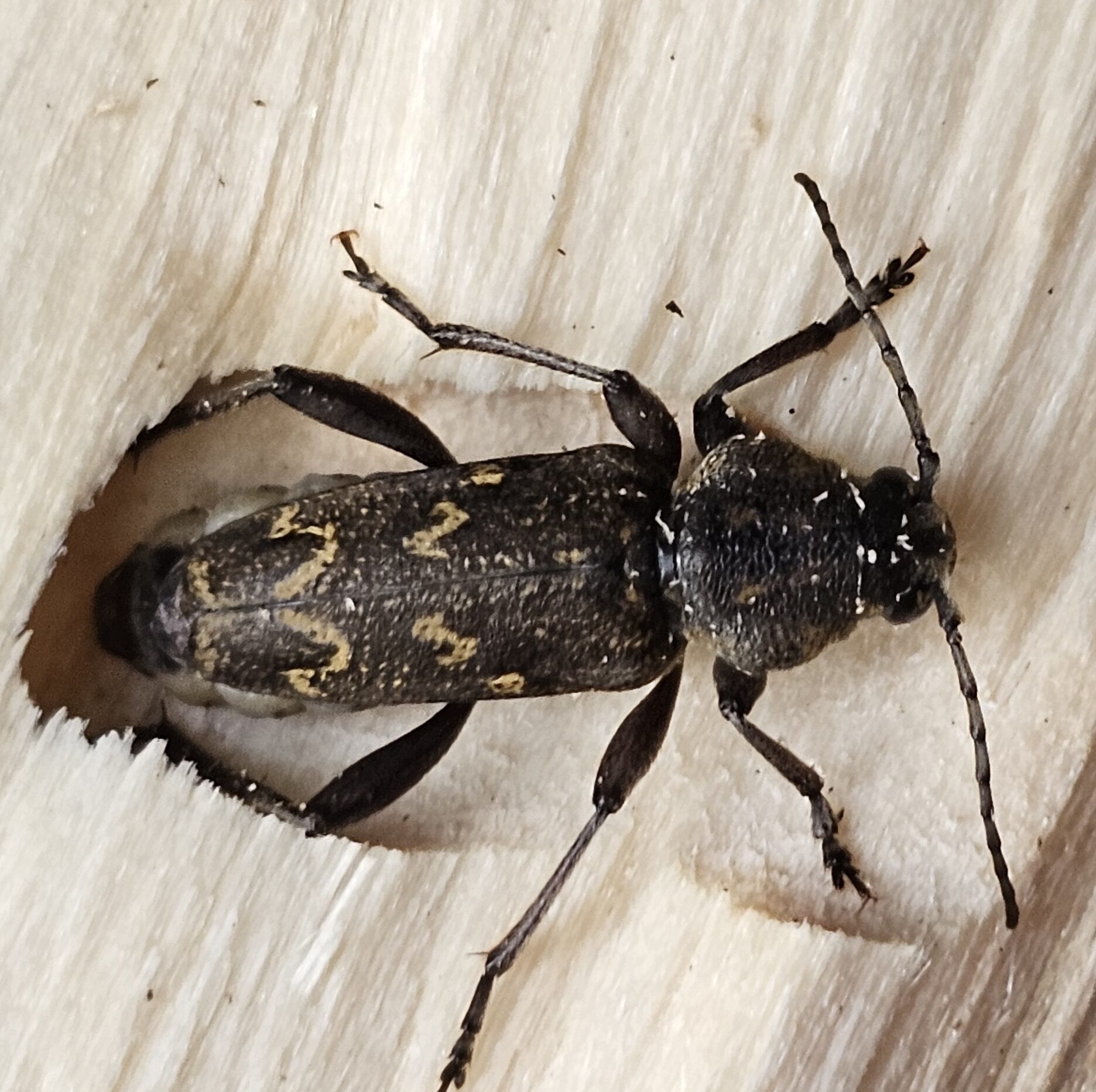 Close-up van een bruine kever met gele vlekken die op licht hout zit.