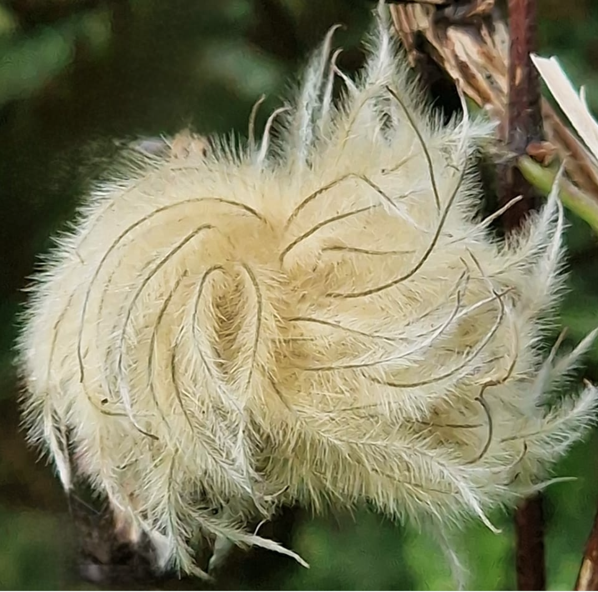 Pluizige witte zaadbol van een plant, tegen een groene achtergrond.
