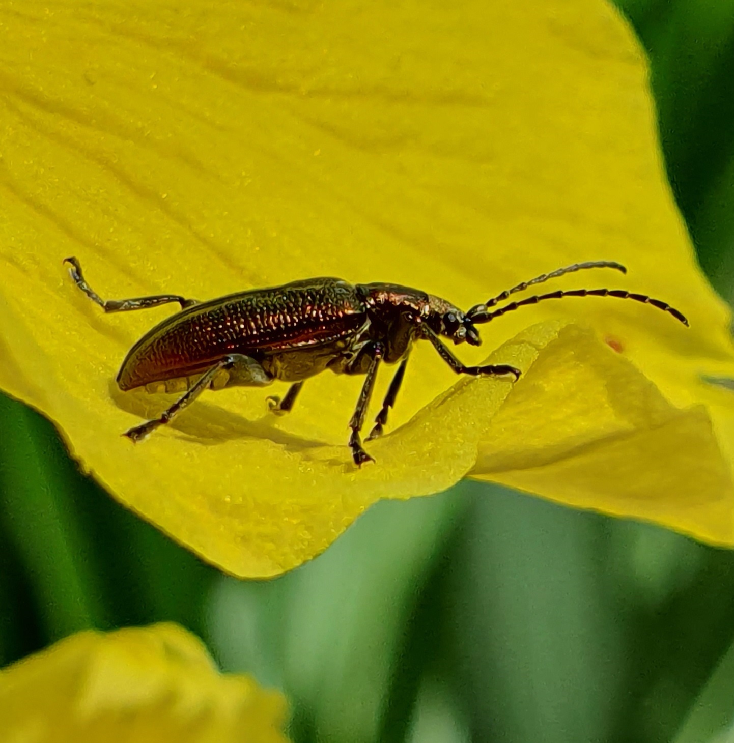 Een glanzende kever op een felgele bloemblad tegen een wazige groene achtergrond.